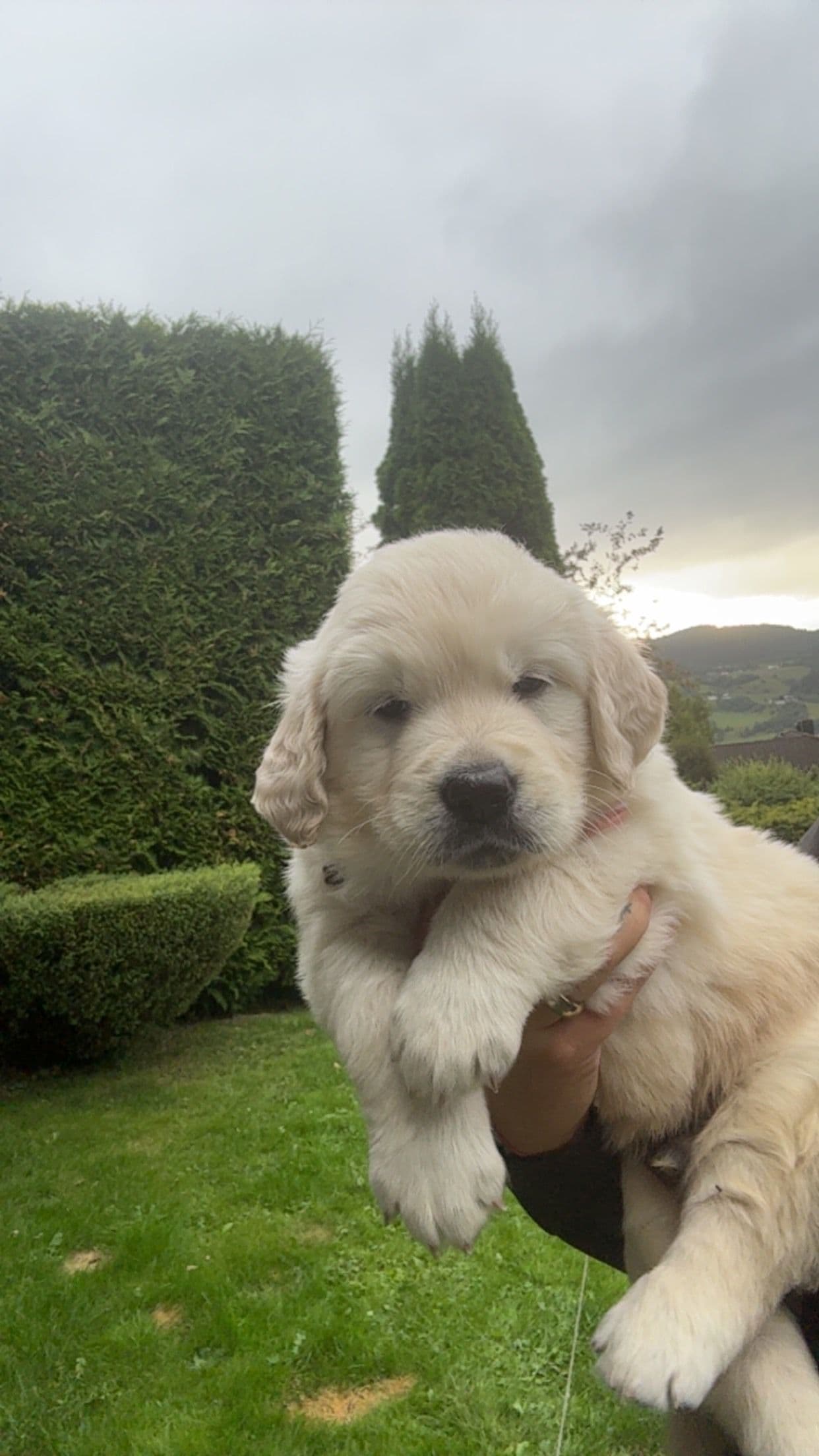 Golden retriever valp🐶