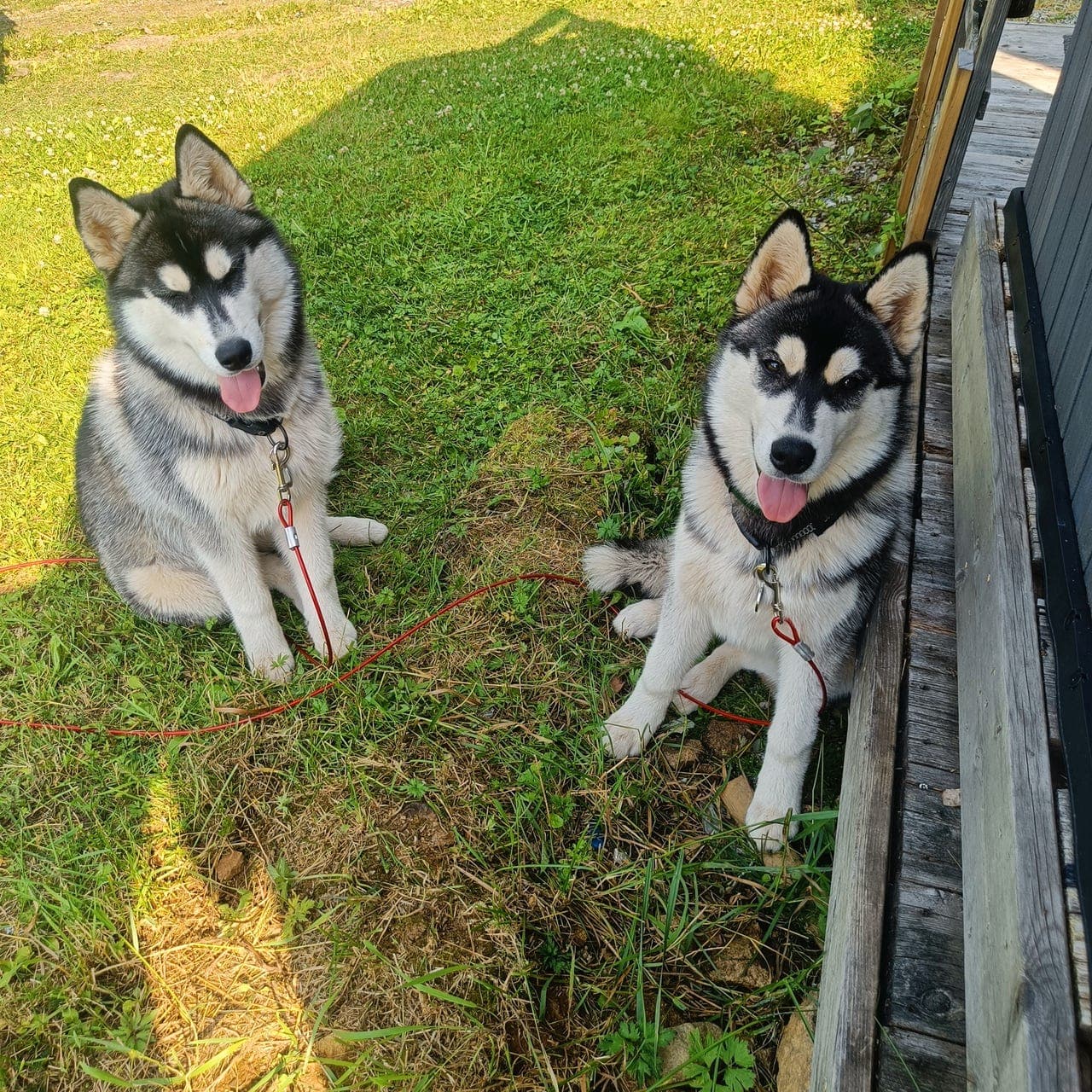 Siberian Husky Tispe 9 måneder