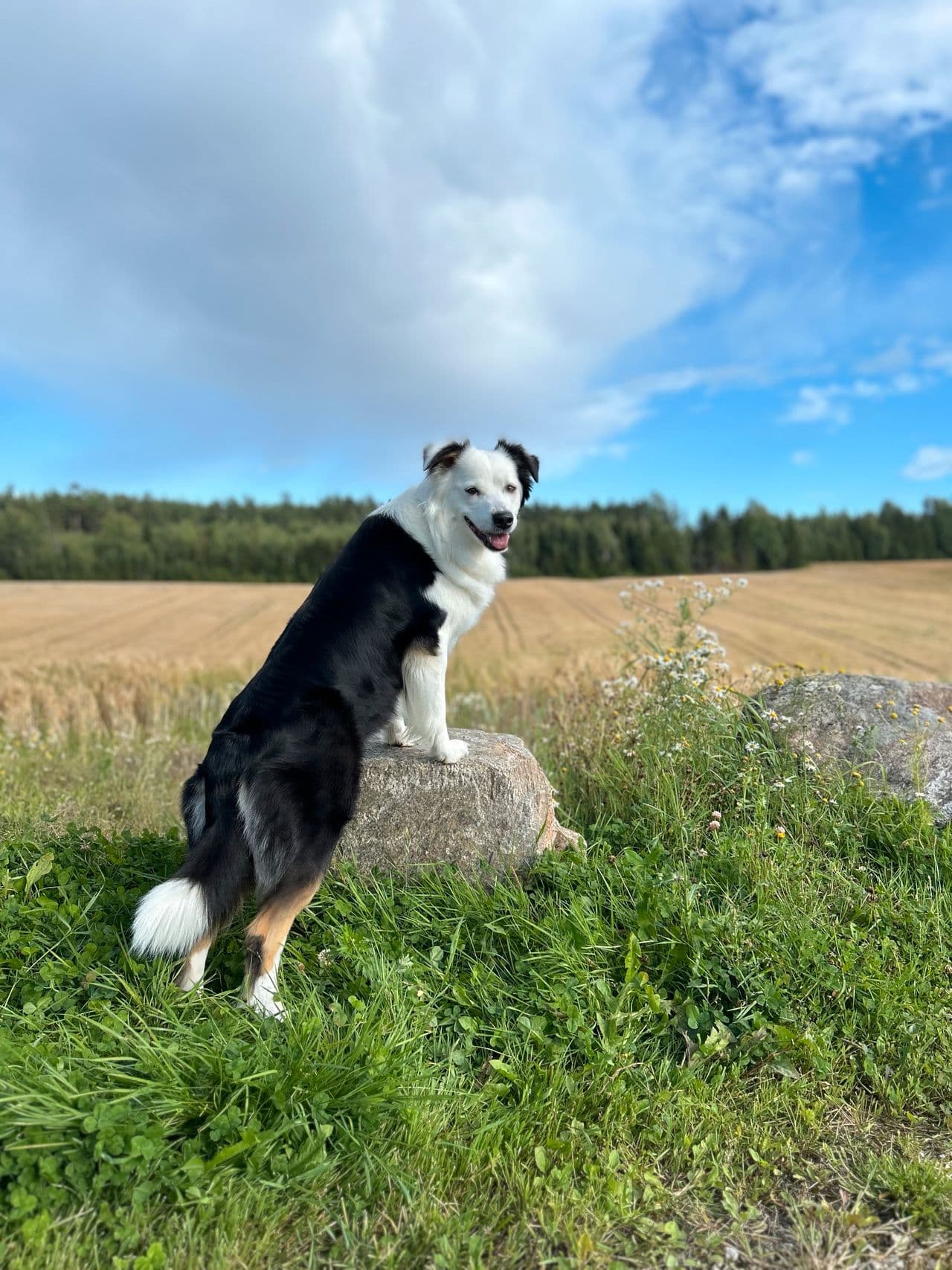 Australian Shepherd kommende valper