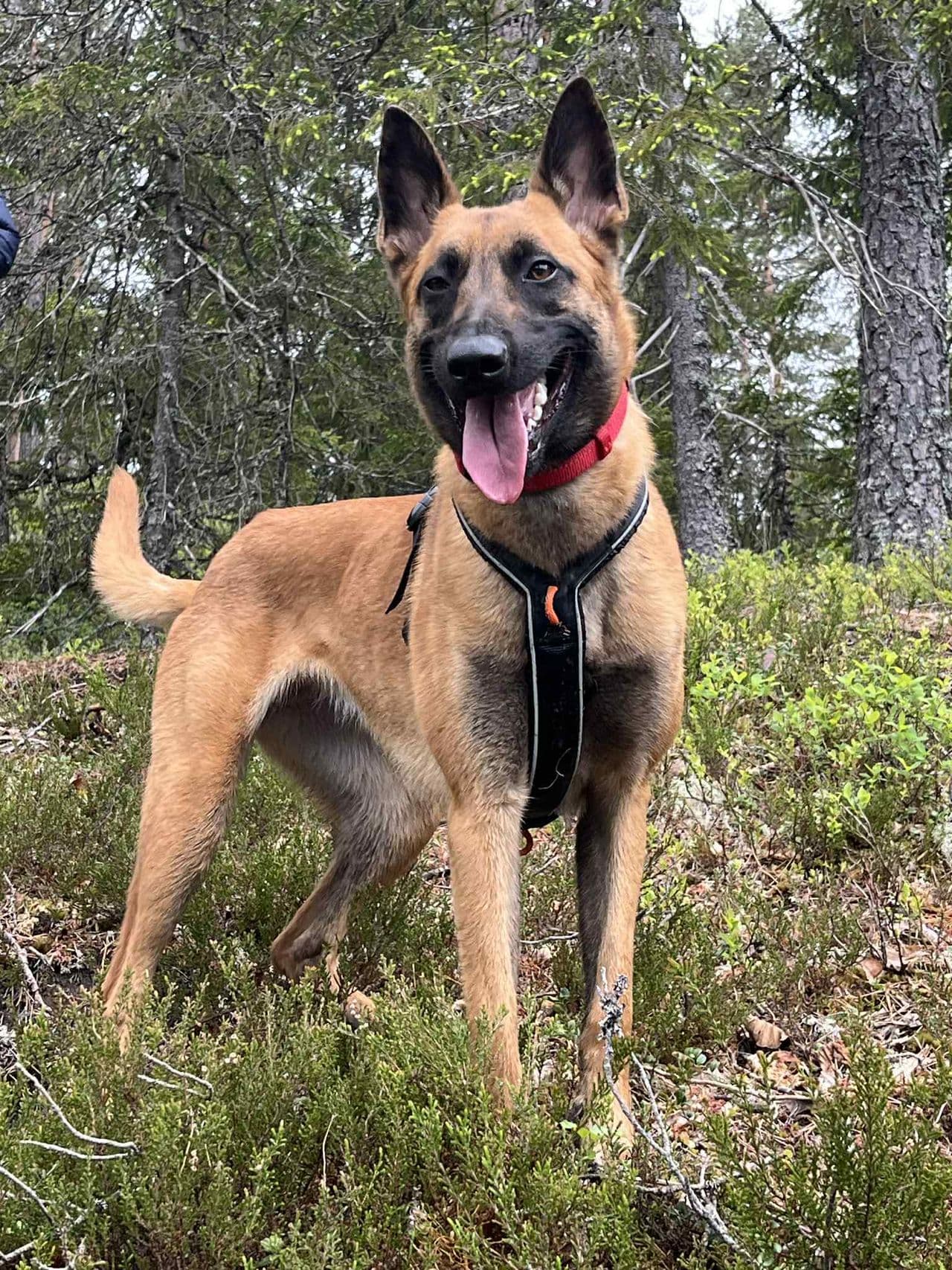Malinois tispe | 15 mnd
