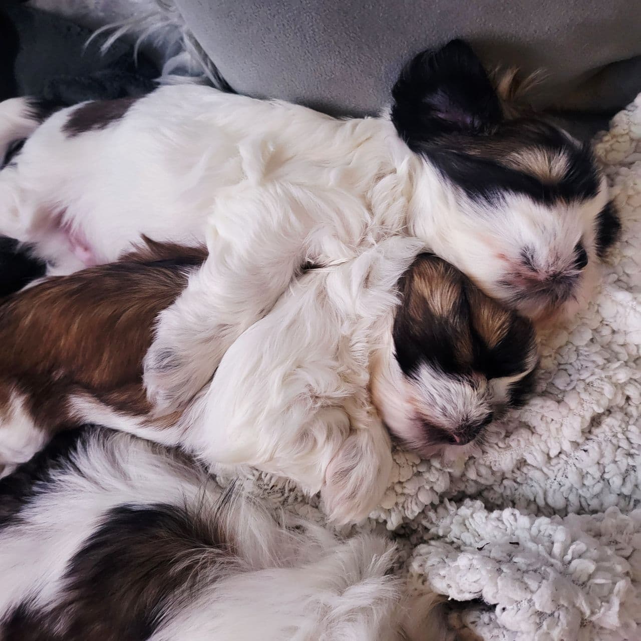 Nydelige Allergivennlige shih tzu valper