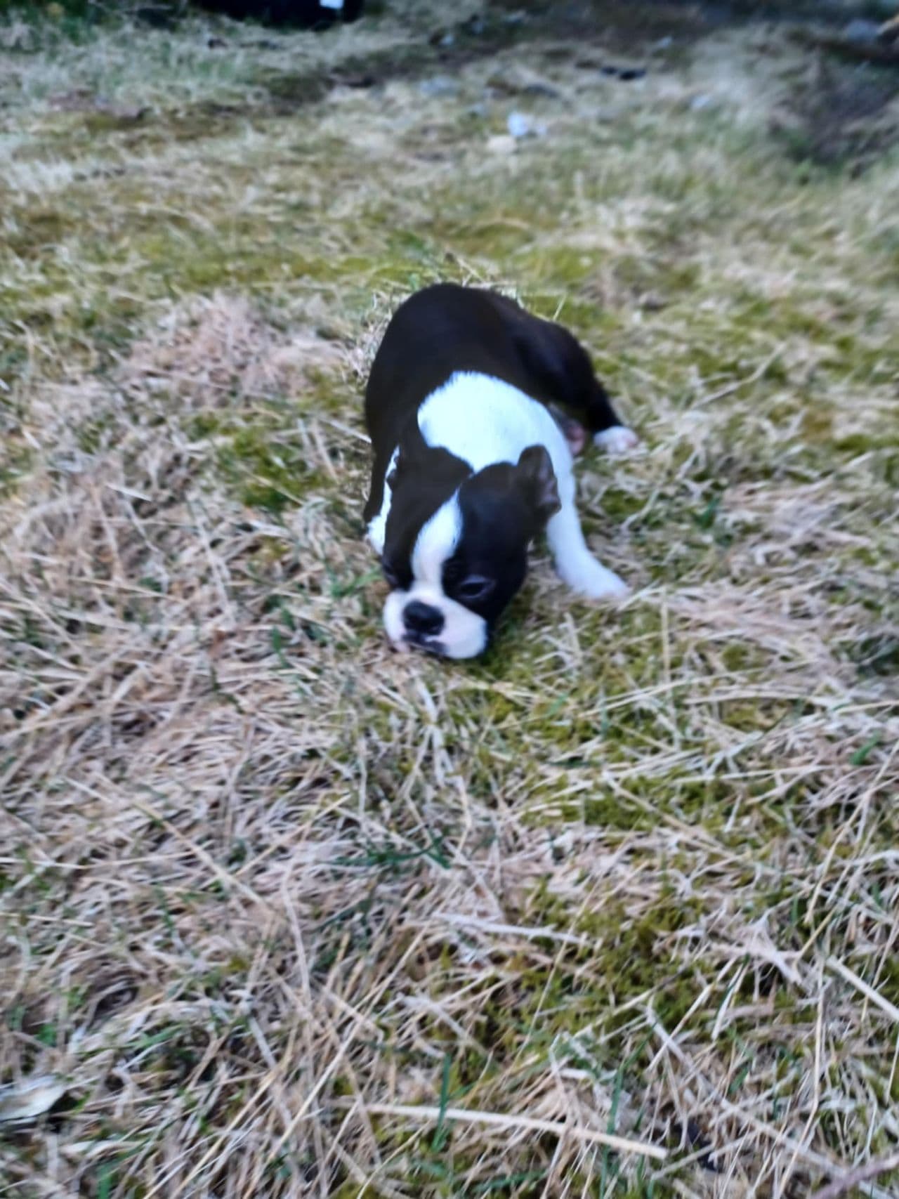 Boston Terrier