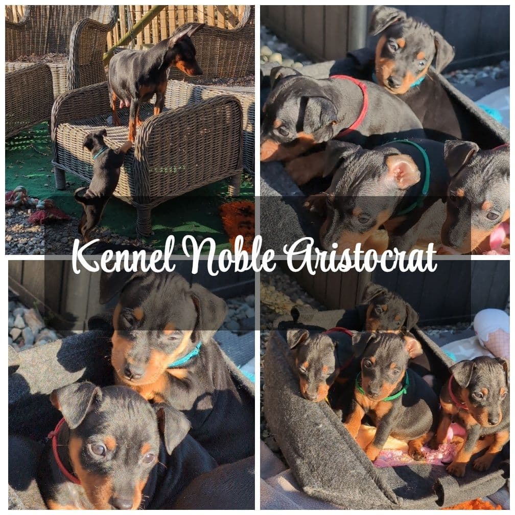 Dvergpinscher - hannhund valp