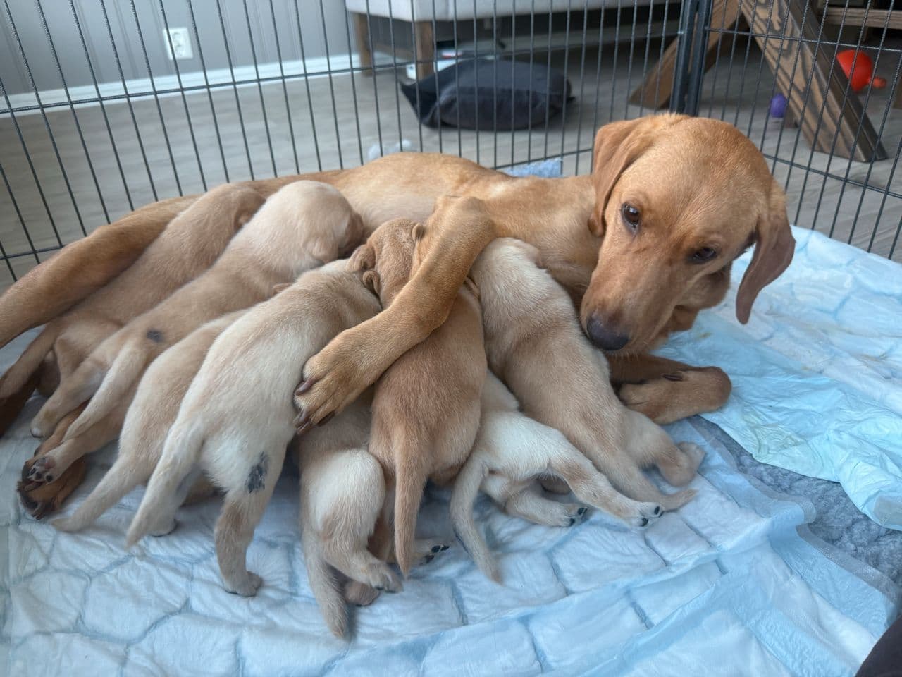 Labradorvalper