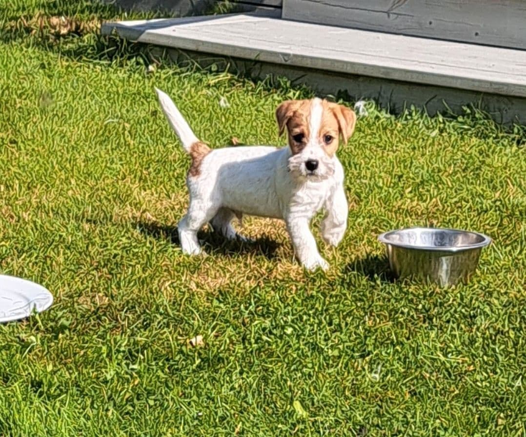 Jack Russell terrier nkk reg