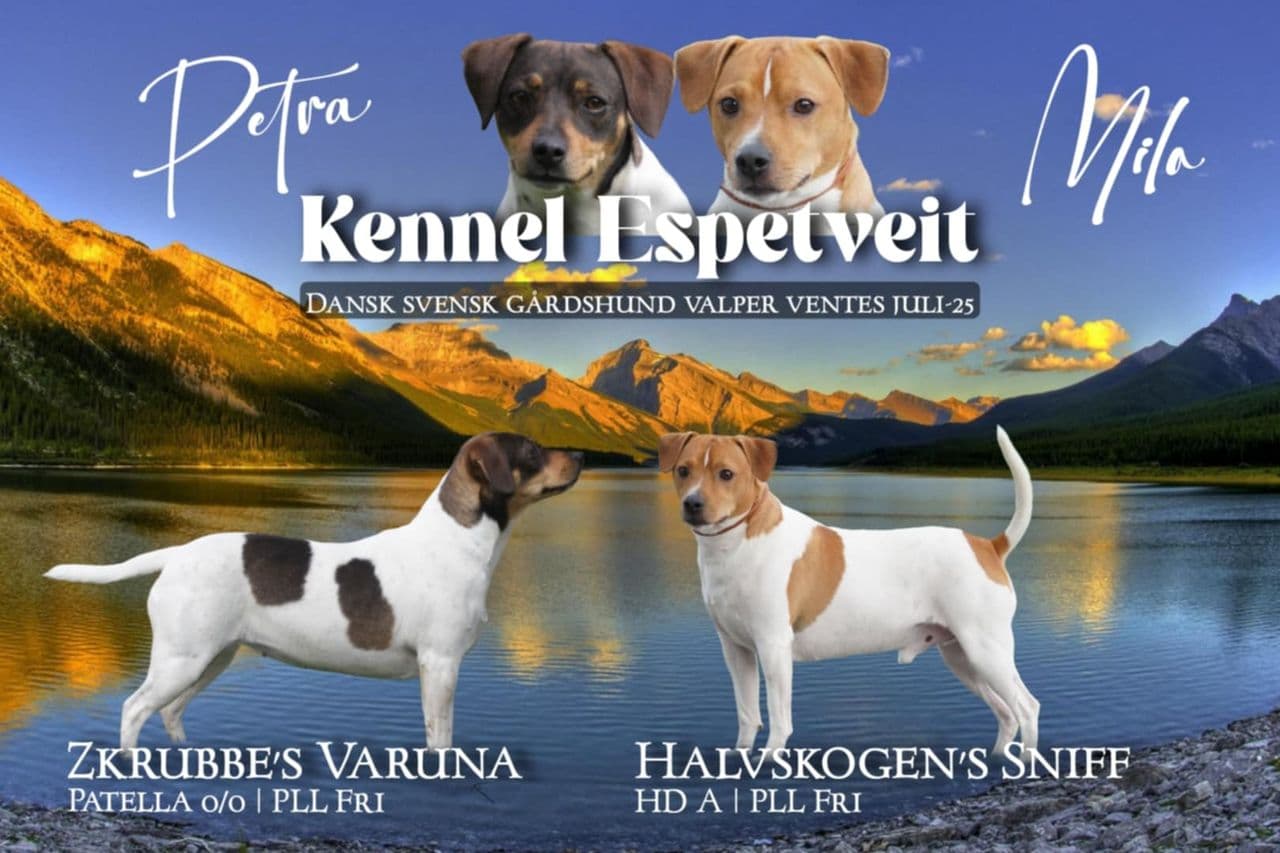 Dansk svensk gårdshund valper, Nkk registrerte.