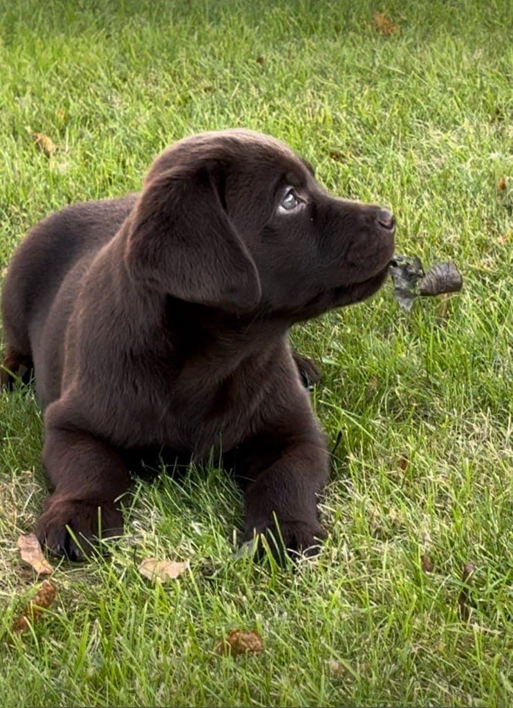 Labrador hvalper