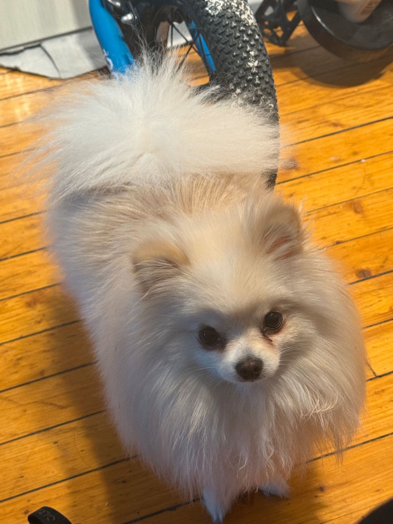 Nydelig Pomeranian tispe 1 år – glad, leken og barnevennlig 🐶✨