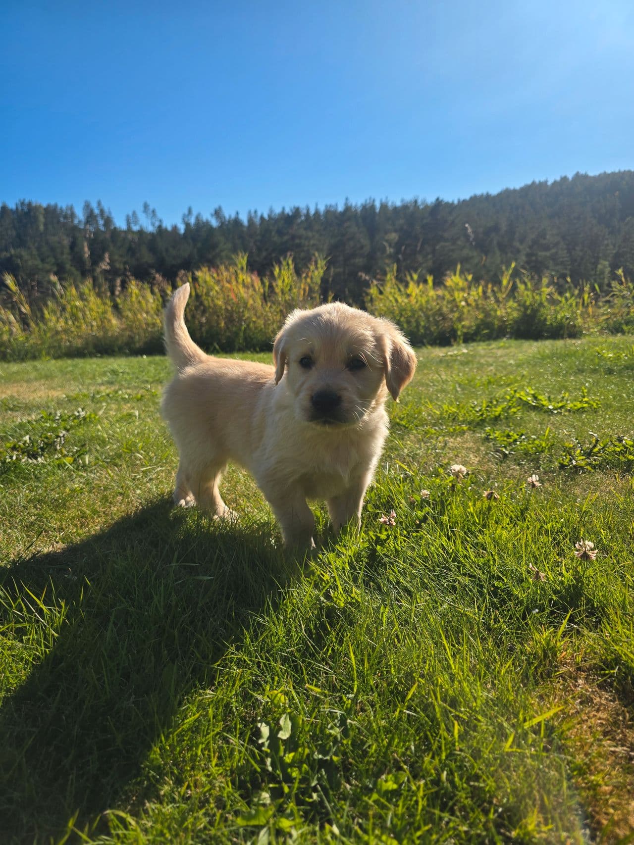 Golden retriver valp