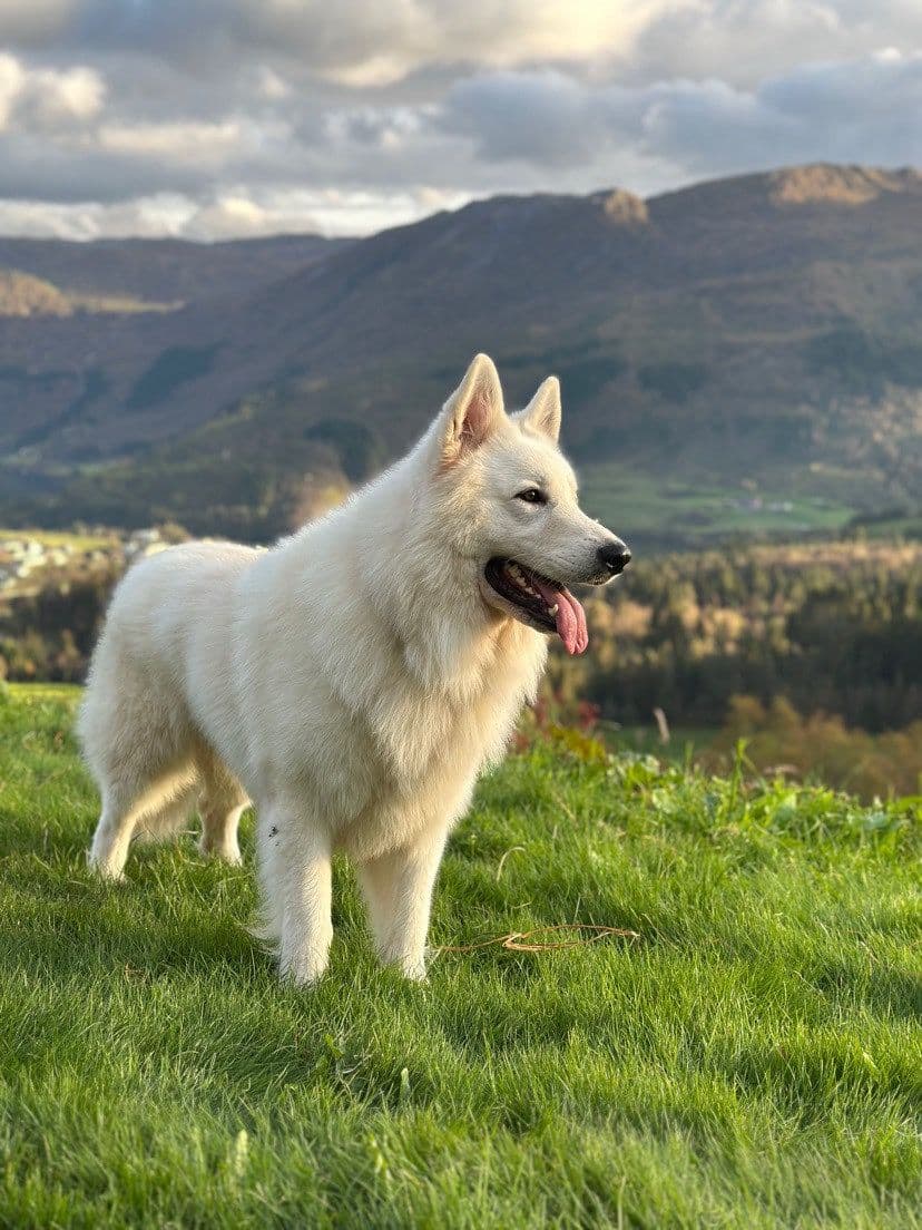 Ottho av Kennel White Artic Mist - Hvit Gjeterhund