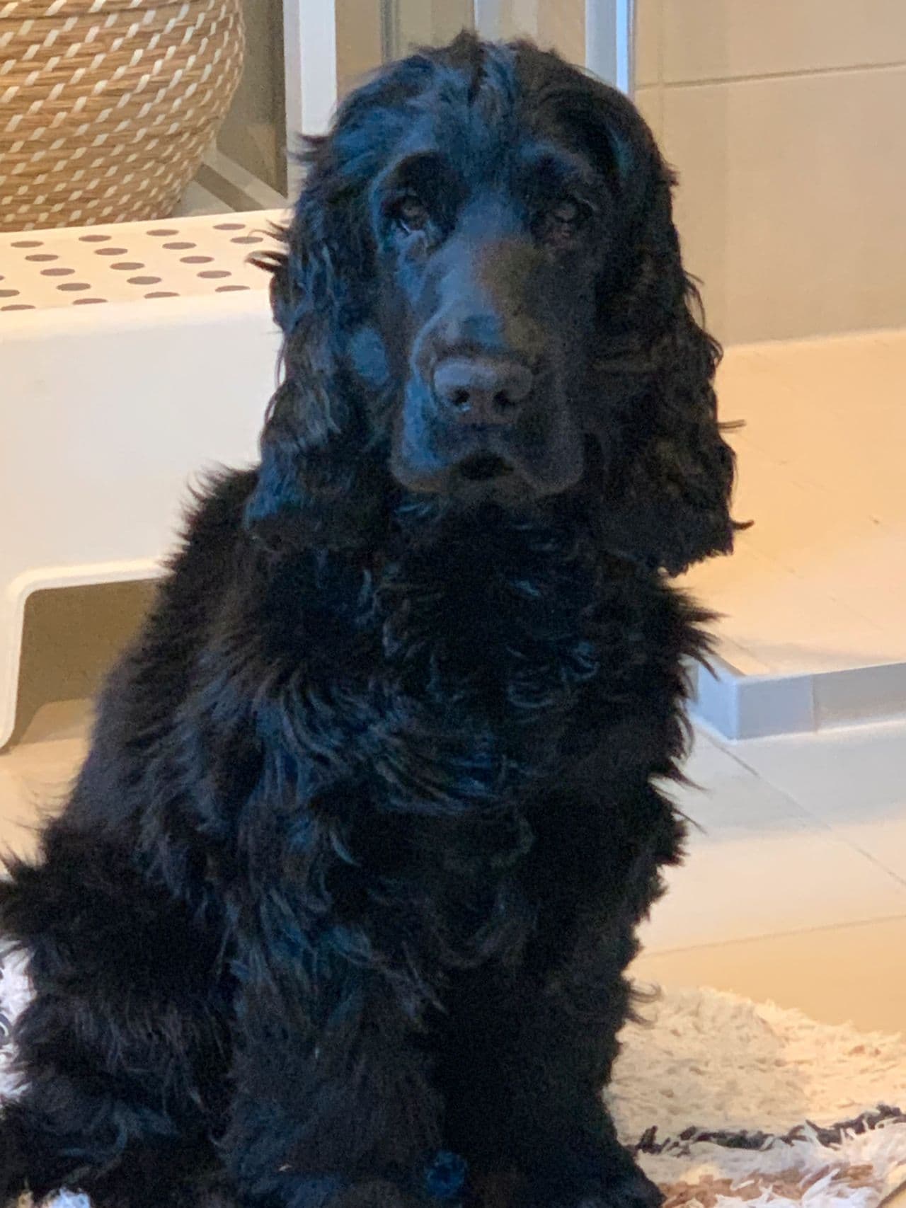 Engelsk Cocker Spaniel