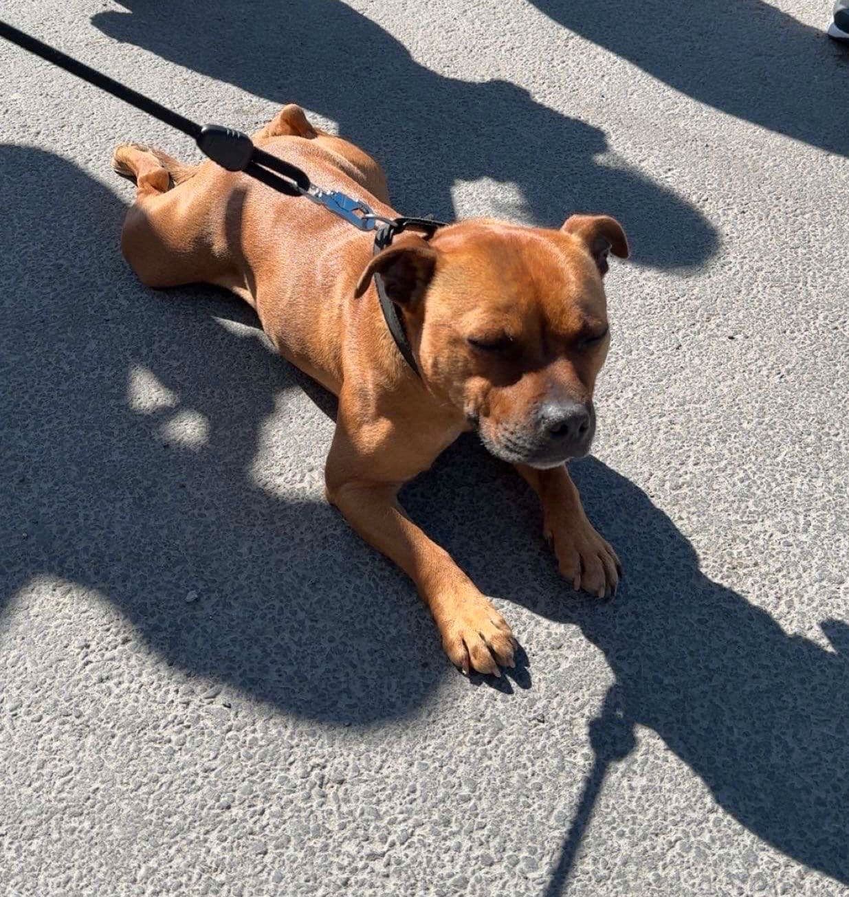 Staffordshire bull terrier valper planlegges