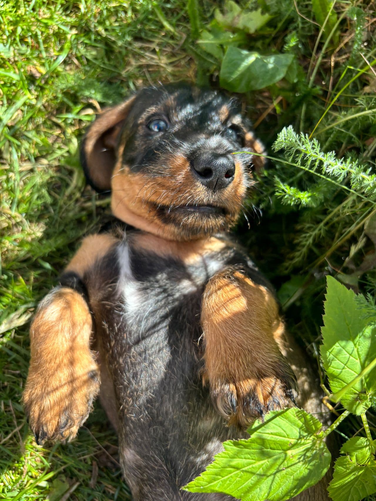 Dachs strihårsvalper