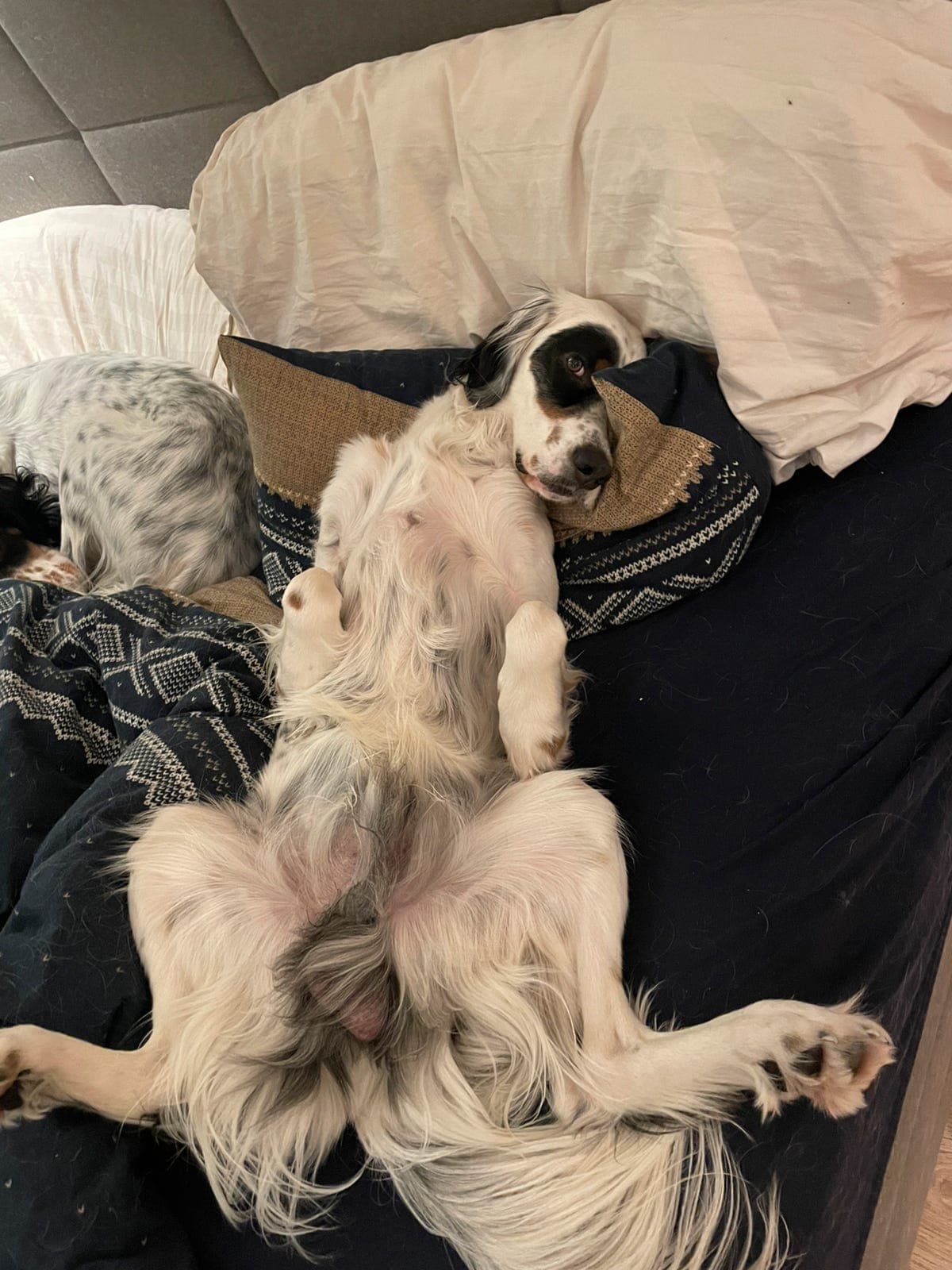 Engelsk setter til riktig hjem – Shadow, 2,5 år