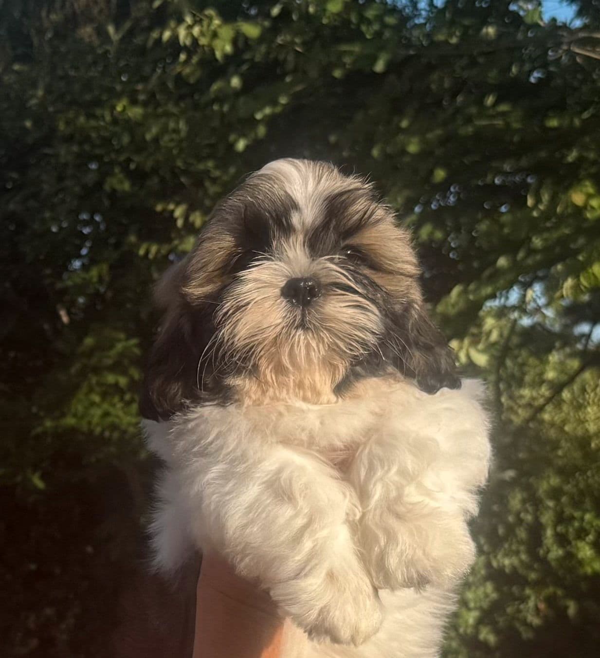 Shih tzu gutt født 9 april 2025