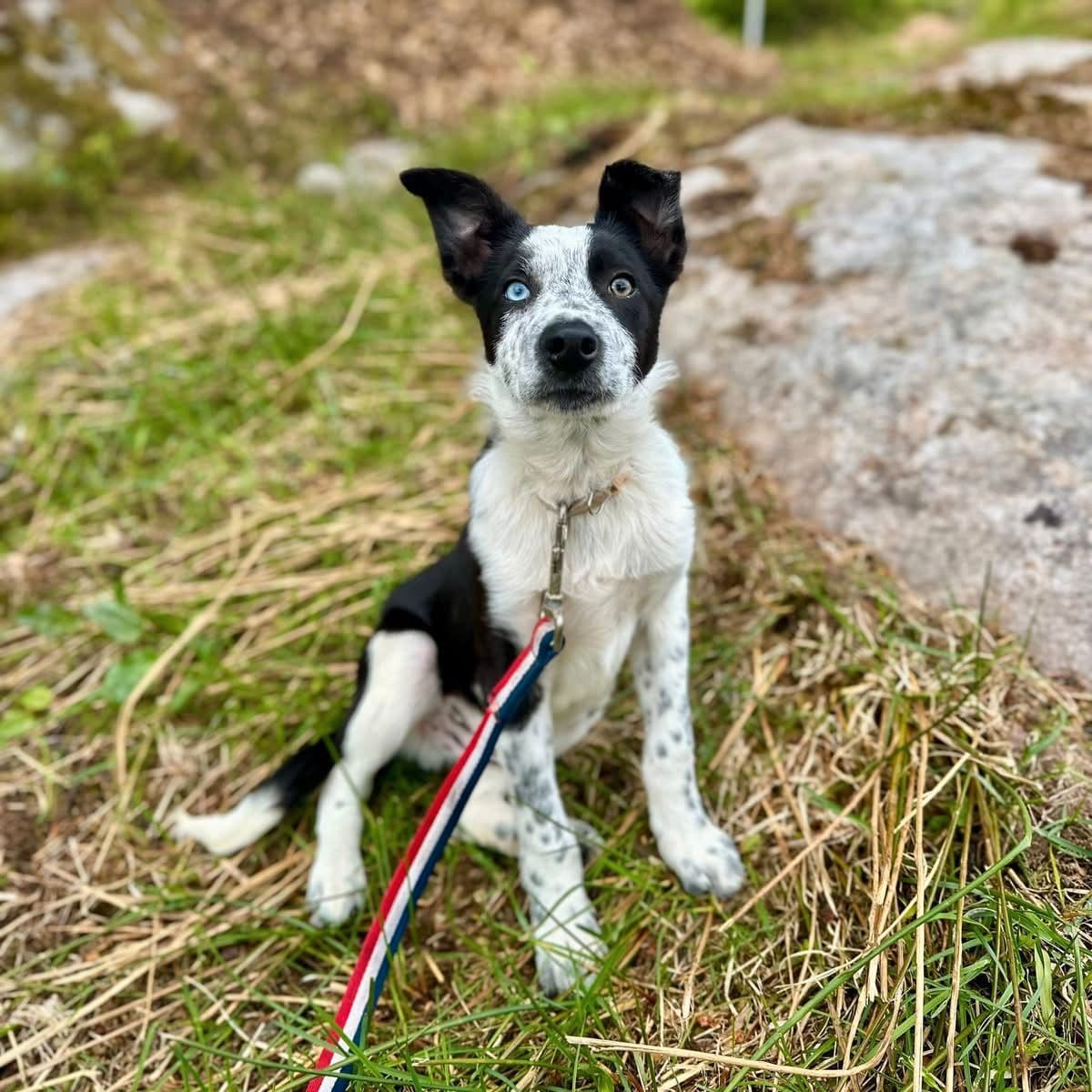 Border Collie valp/unghund