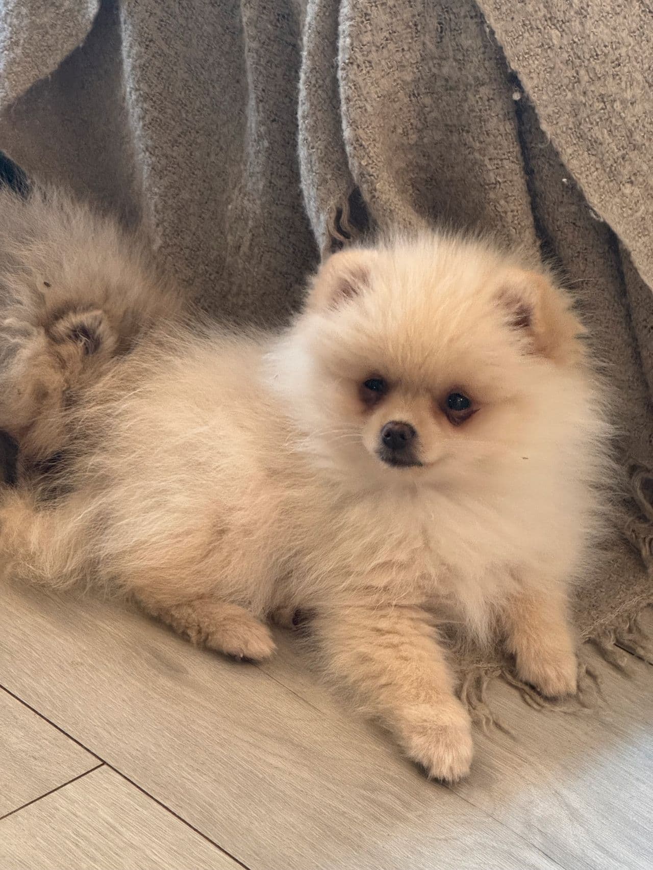 Cremefarget NKK registrert Pomeranian hann
