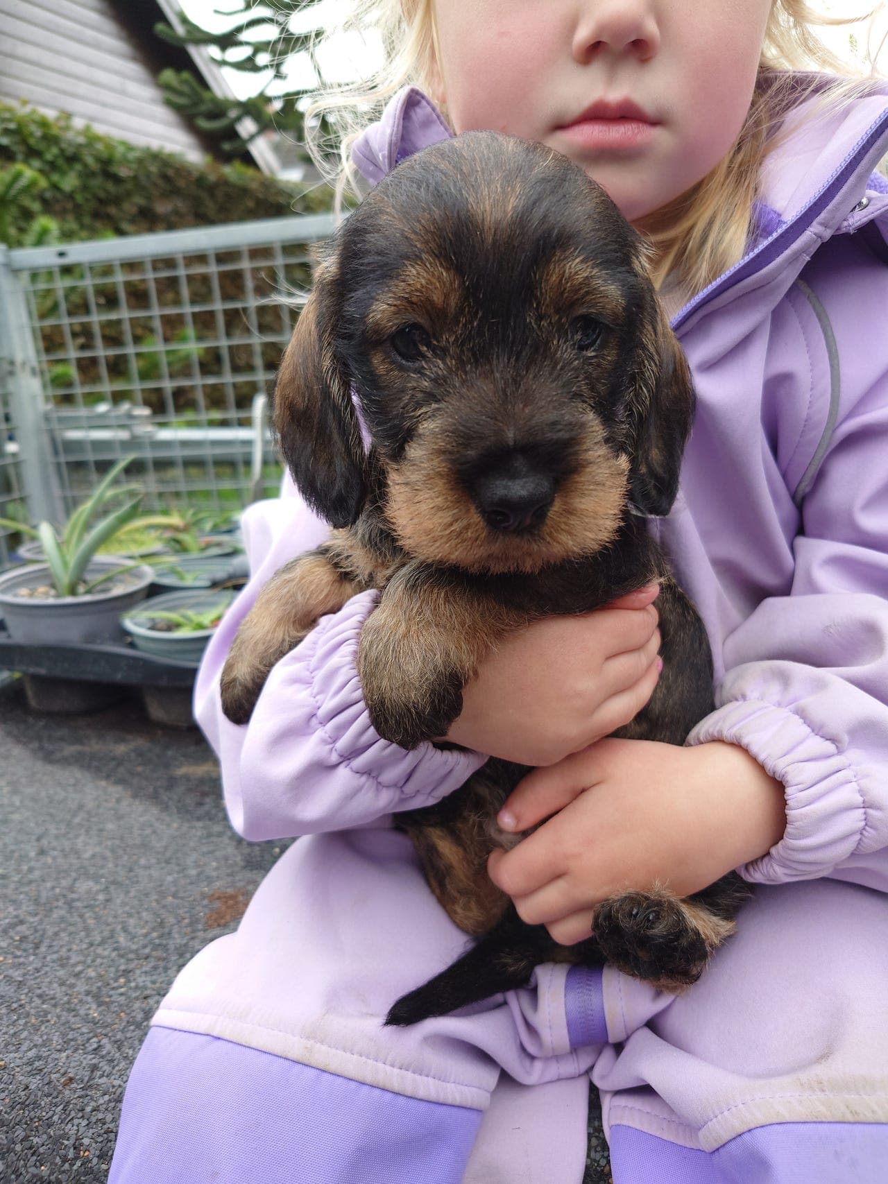 Strihåret dachshund valper