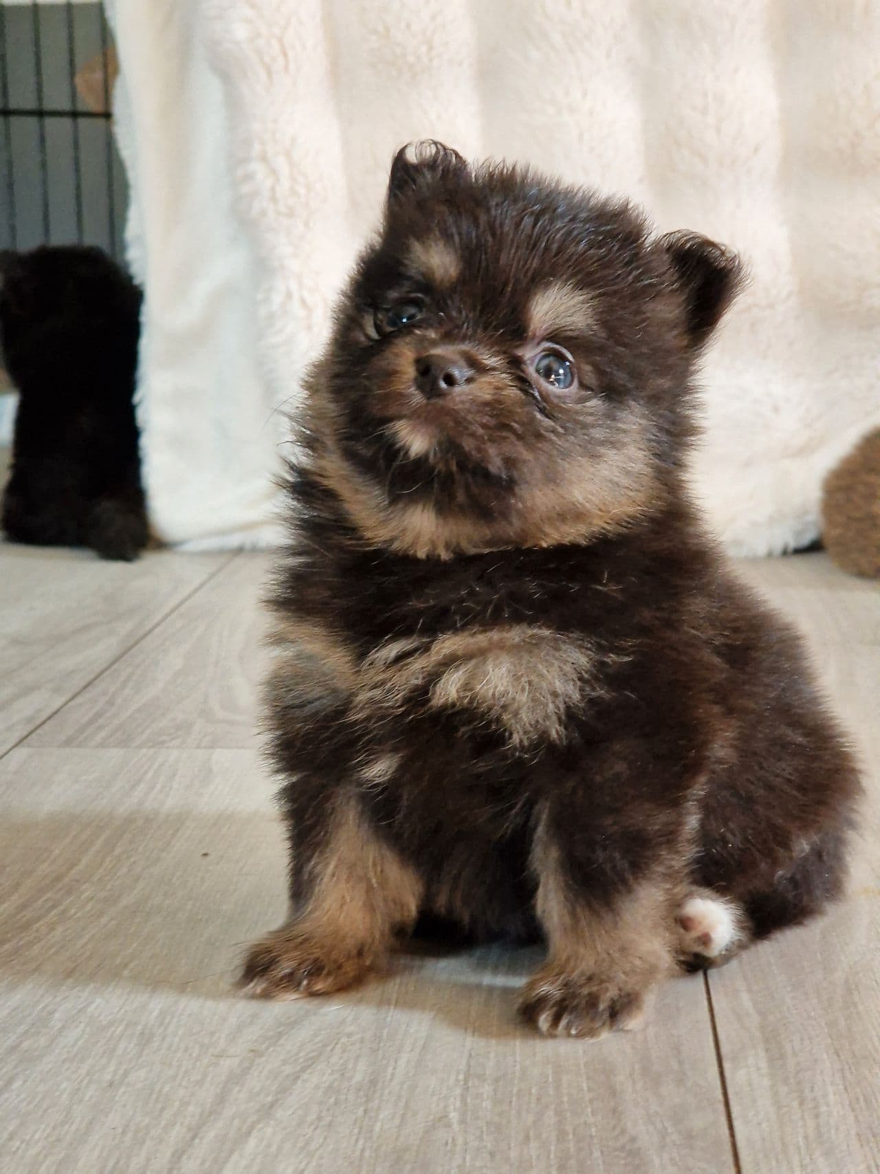 Pomeraninan selges.🥰 Nkk registrert