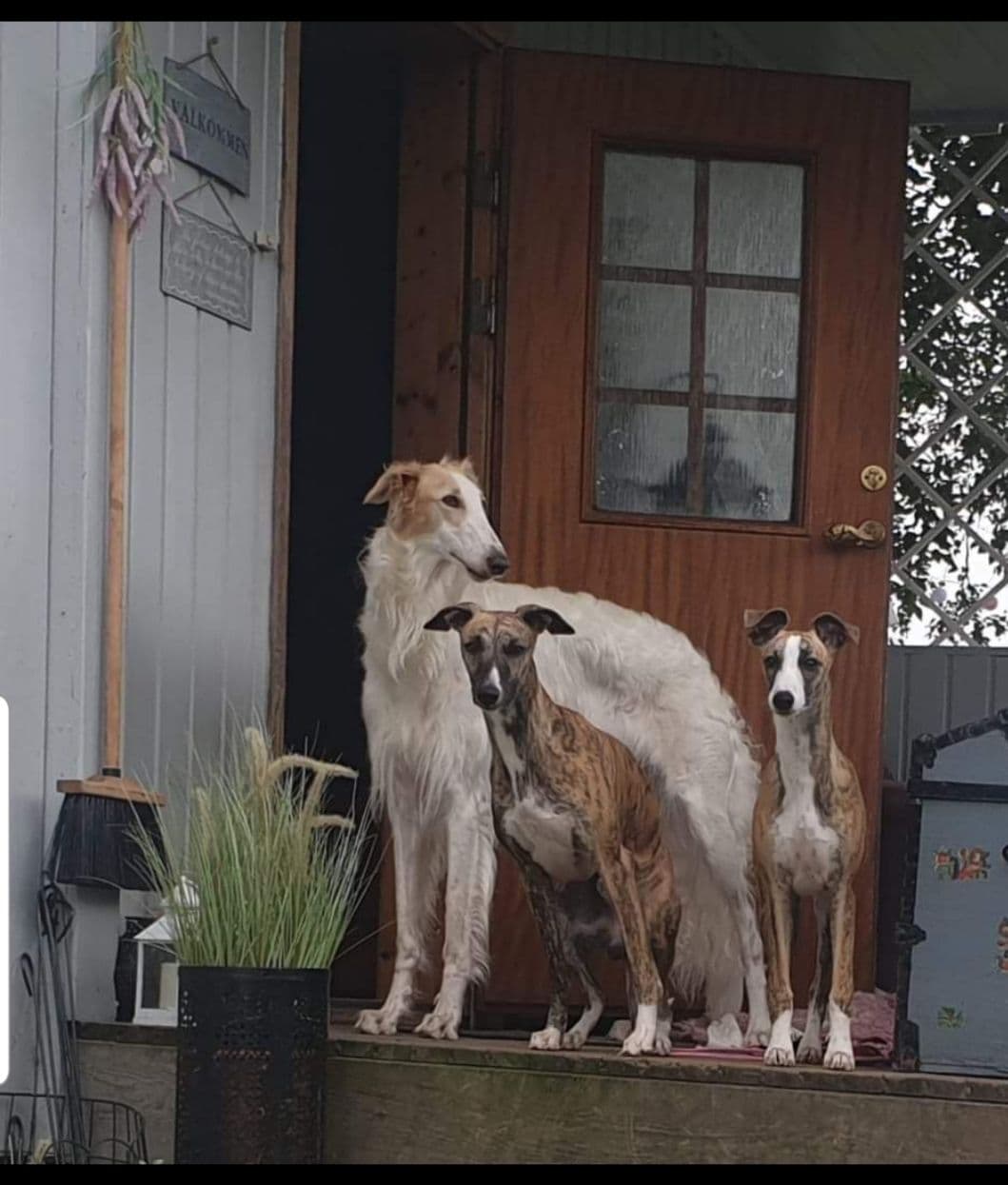 Whippetvalper ventes
