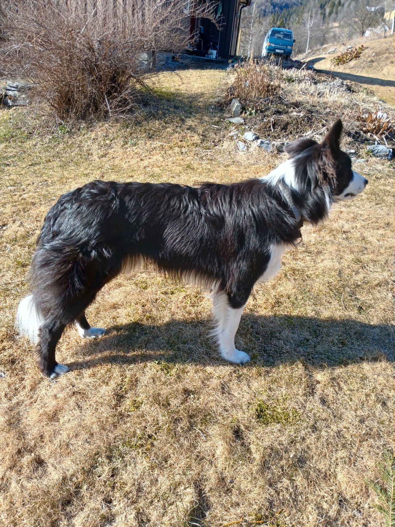 Border collie hannhund.