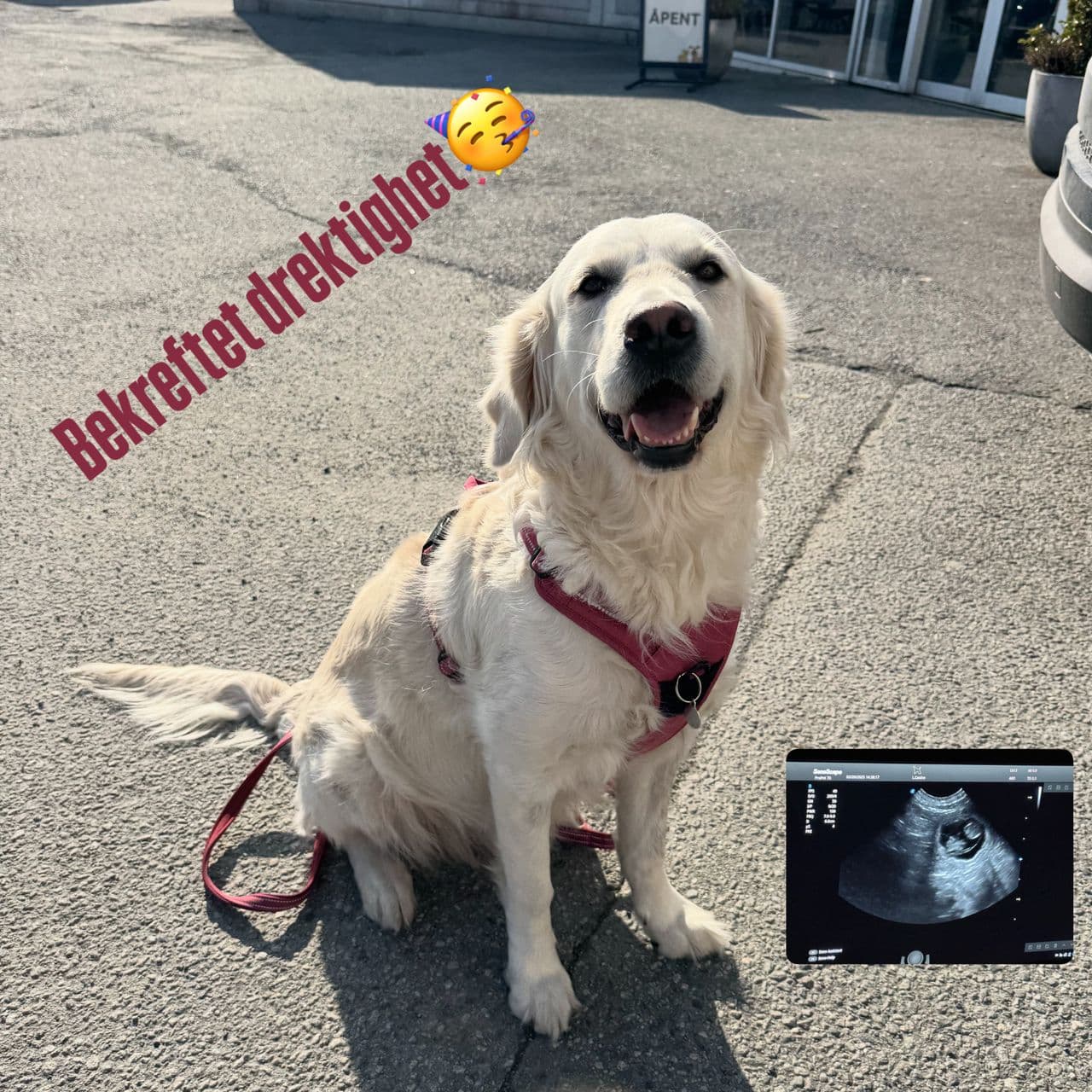 NKK reg. Golden Retriever valper til salgs