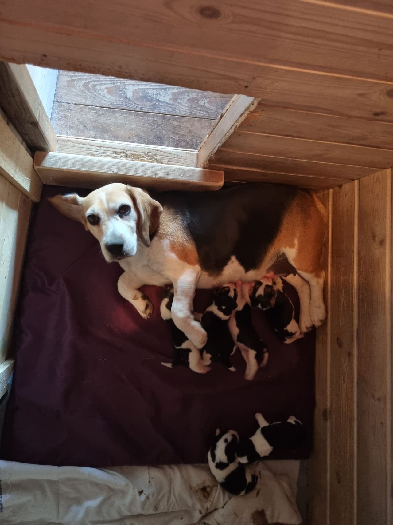 Beagel valper