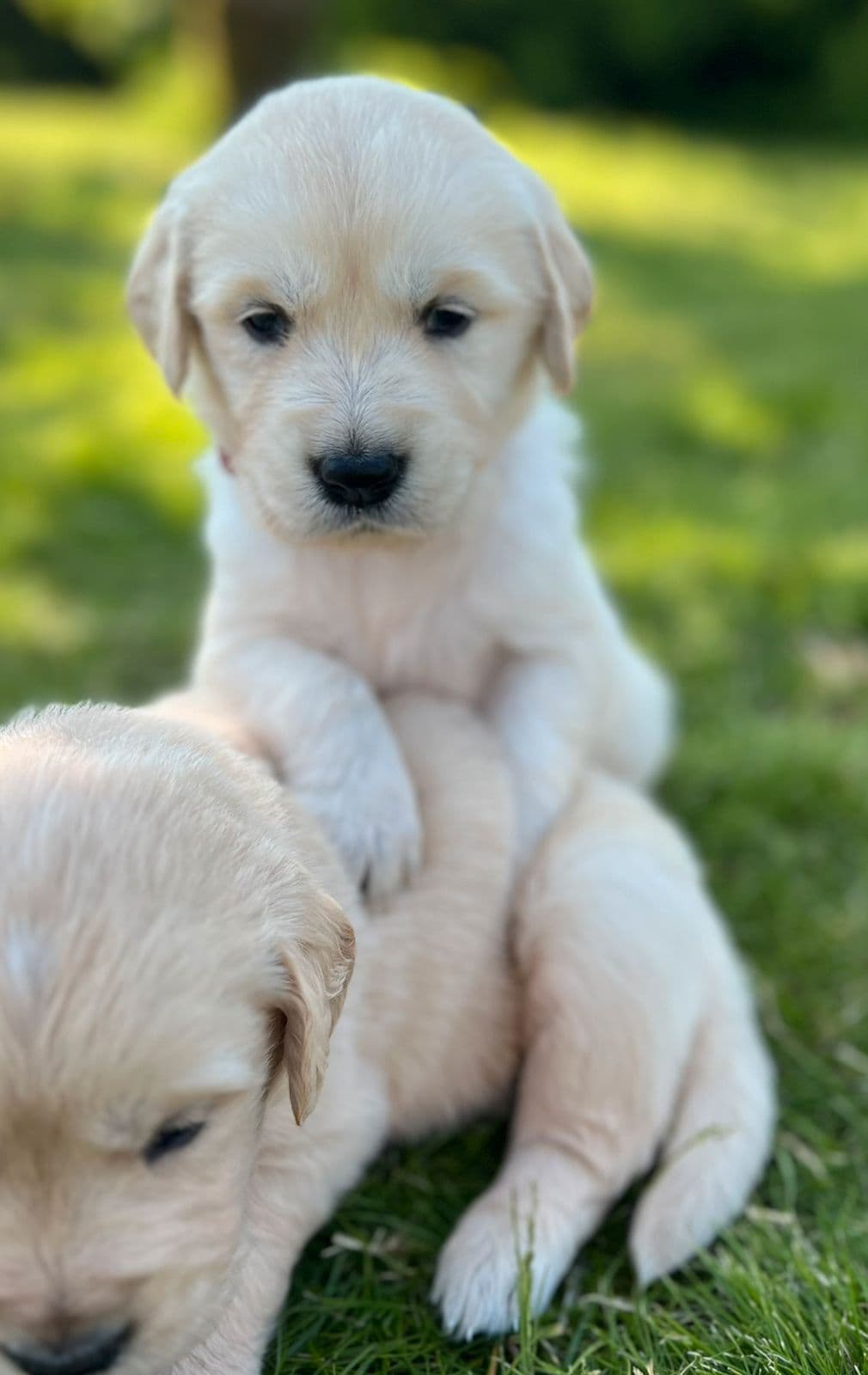 Golden Retriever-valper til salgs