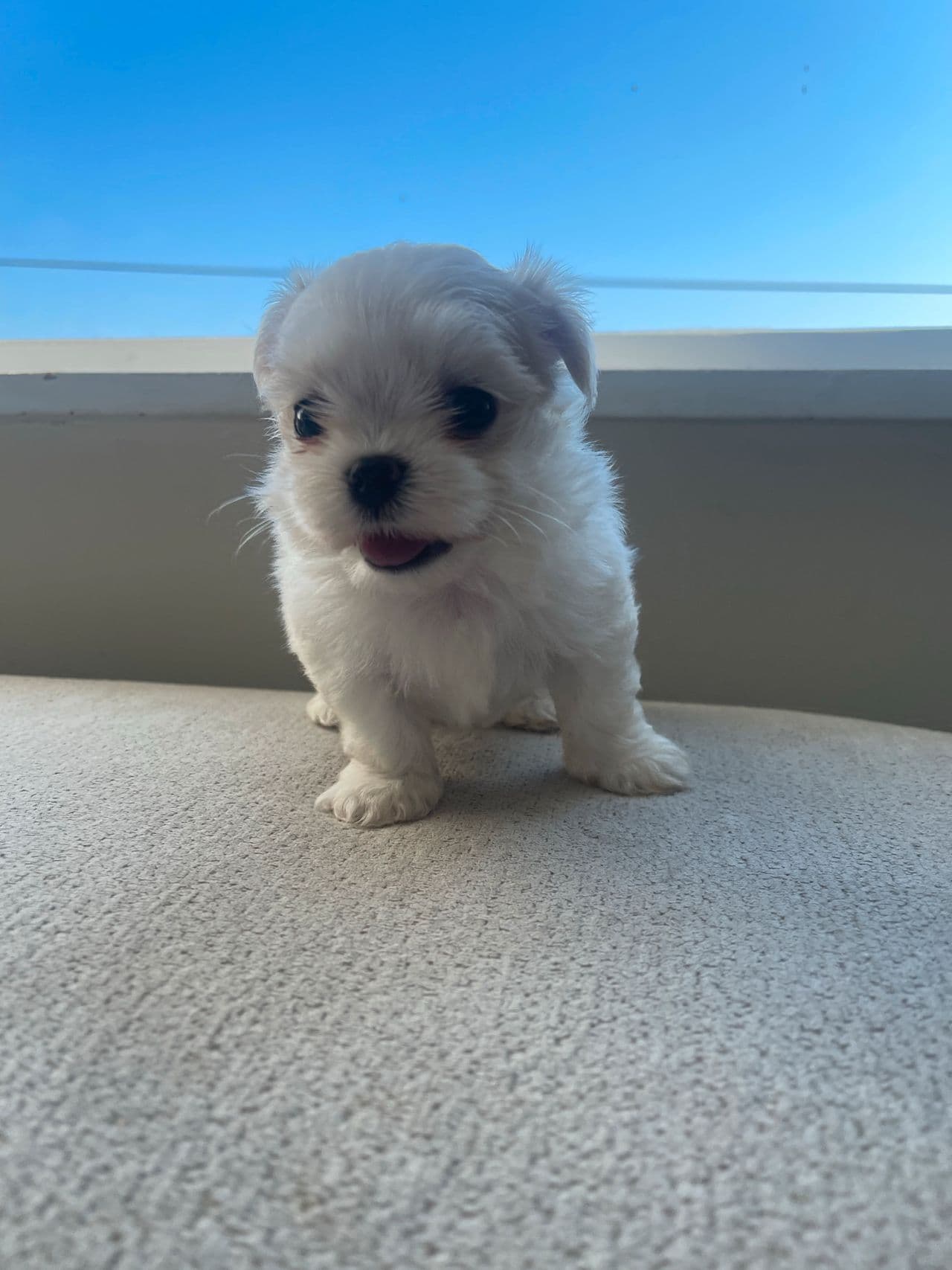 mini Maltese