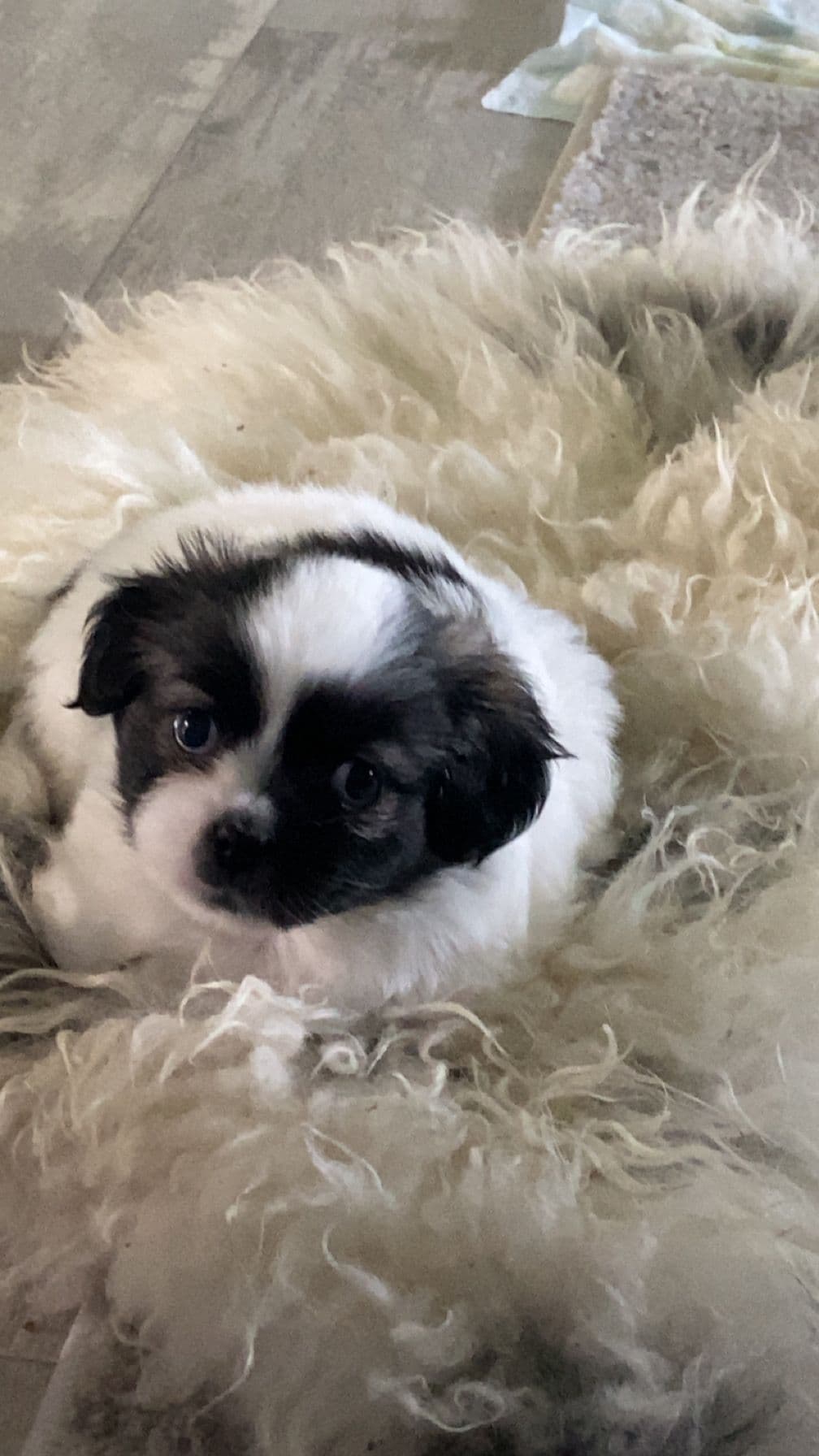 Tibetansk Spaniel valper