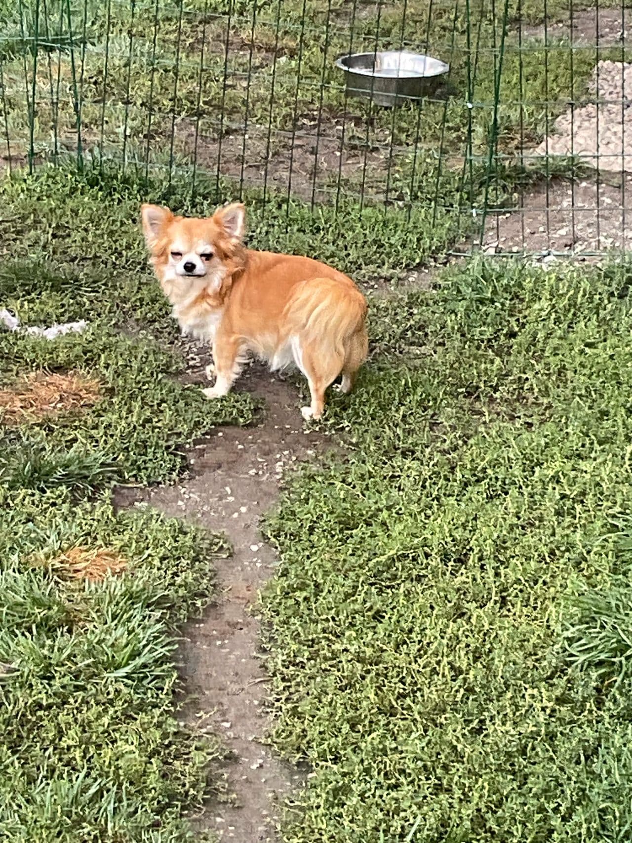 NKK REG chihuahua tispe søker nytt hjem
