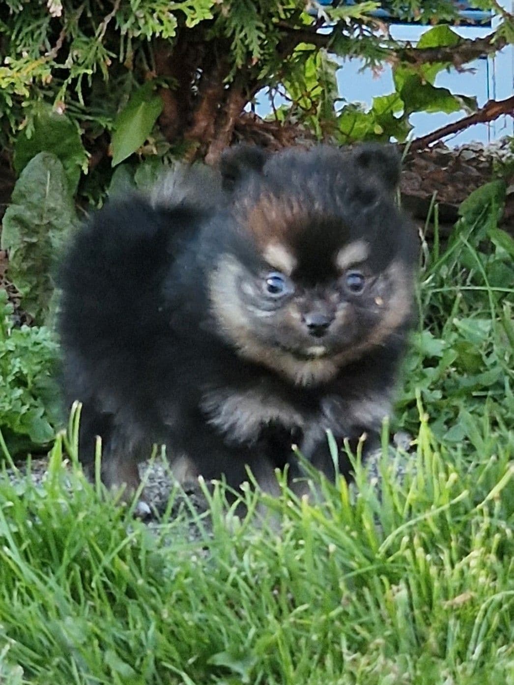 NKK Reg. Pomeranian gutt selges