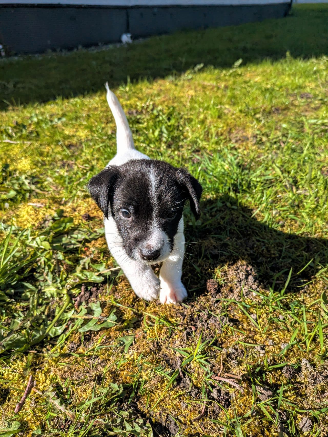 1gutt igjen av 6 Jack Russell Terrier valper
