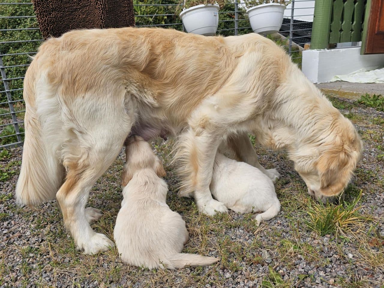 Golden retriever valper selges
