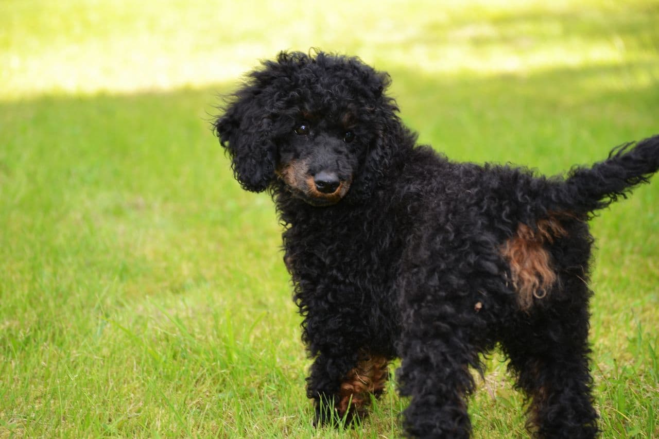 Herlig mellompuddel valp black/tan