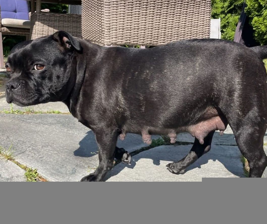 ☆Staffordshire bull terrier valper ventes☆