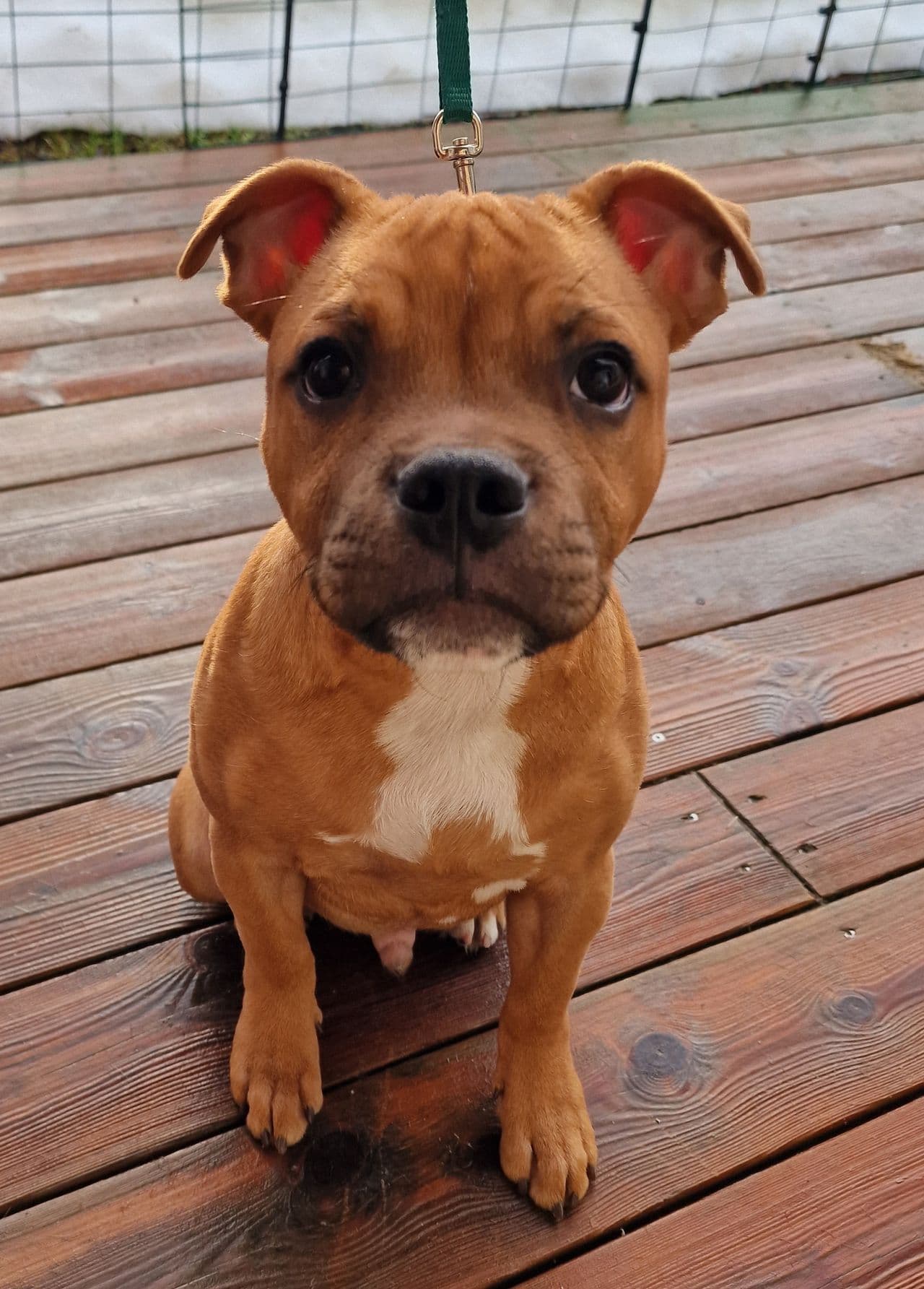 Staffordshire Bull Terrier - Hannvalp søker fòrvert i Tromsø/omeng