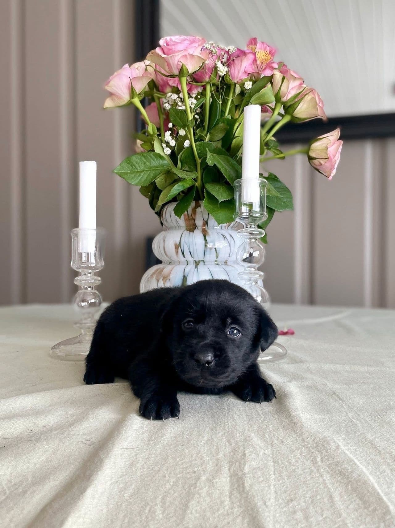 Søker forvert til Labrador Retriever tispe!
