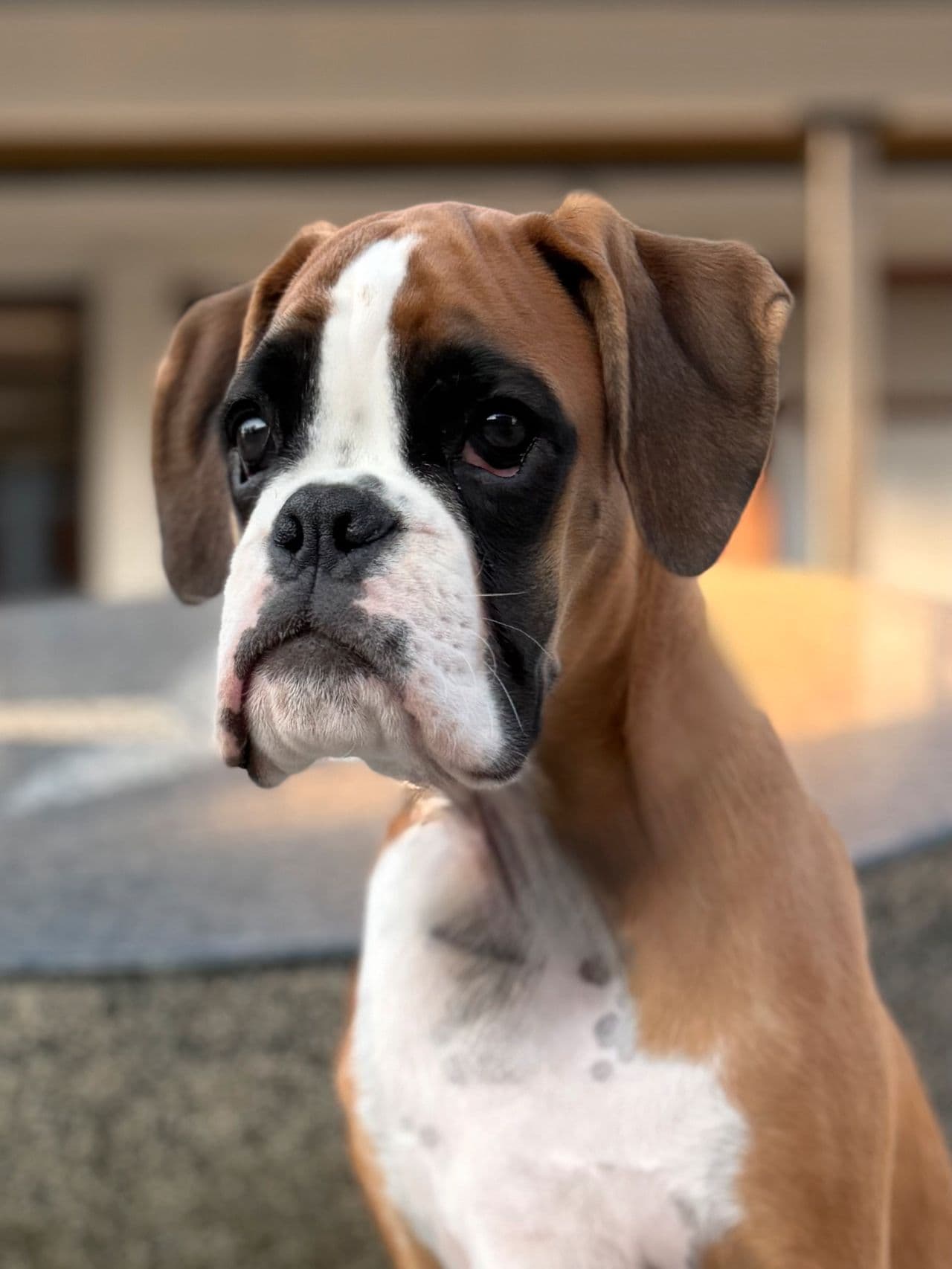 Boxer valp - Leverings klar