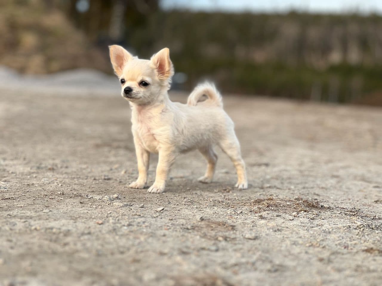 Langhåret Chihuahua tispe NKK reg