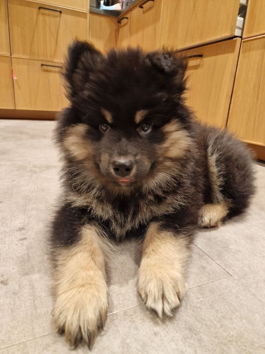 Forvert søkest til finsk lapphund valp