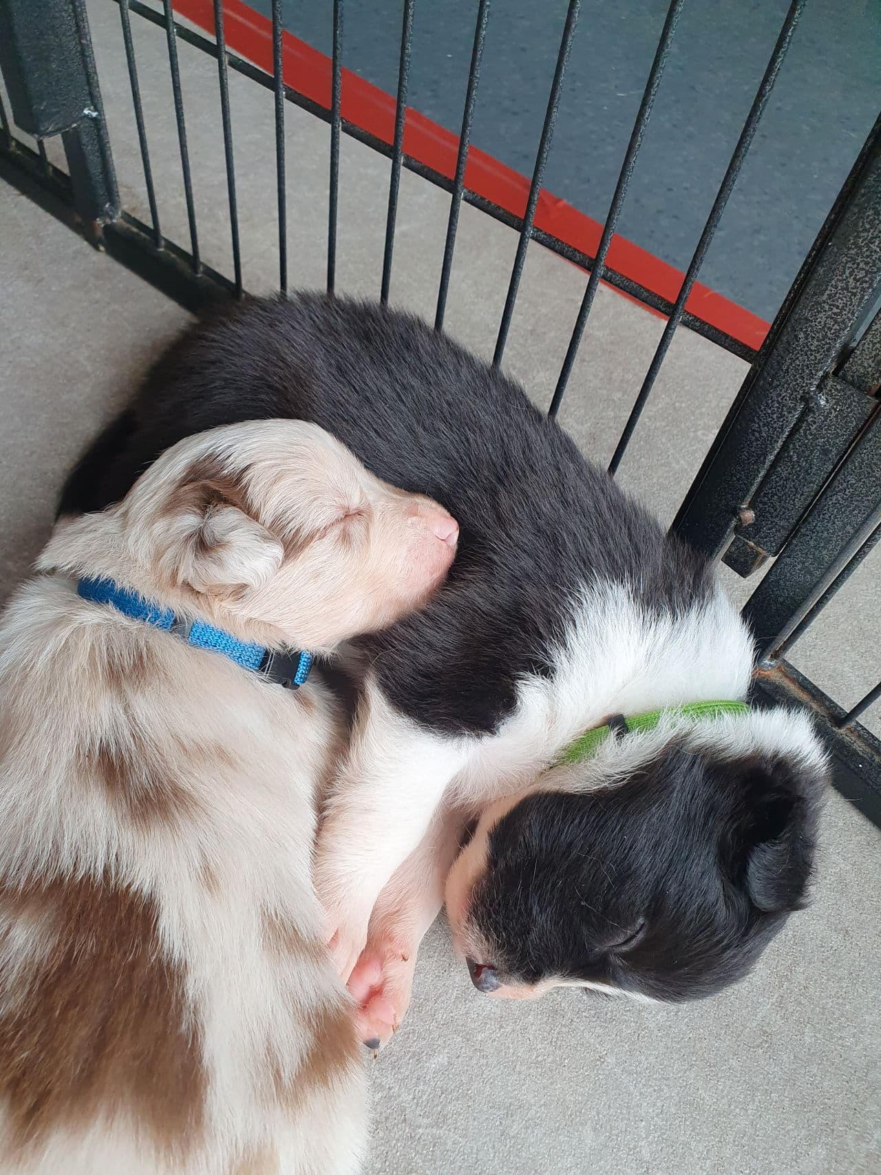 Border collie  valper