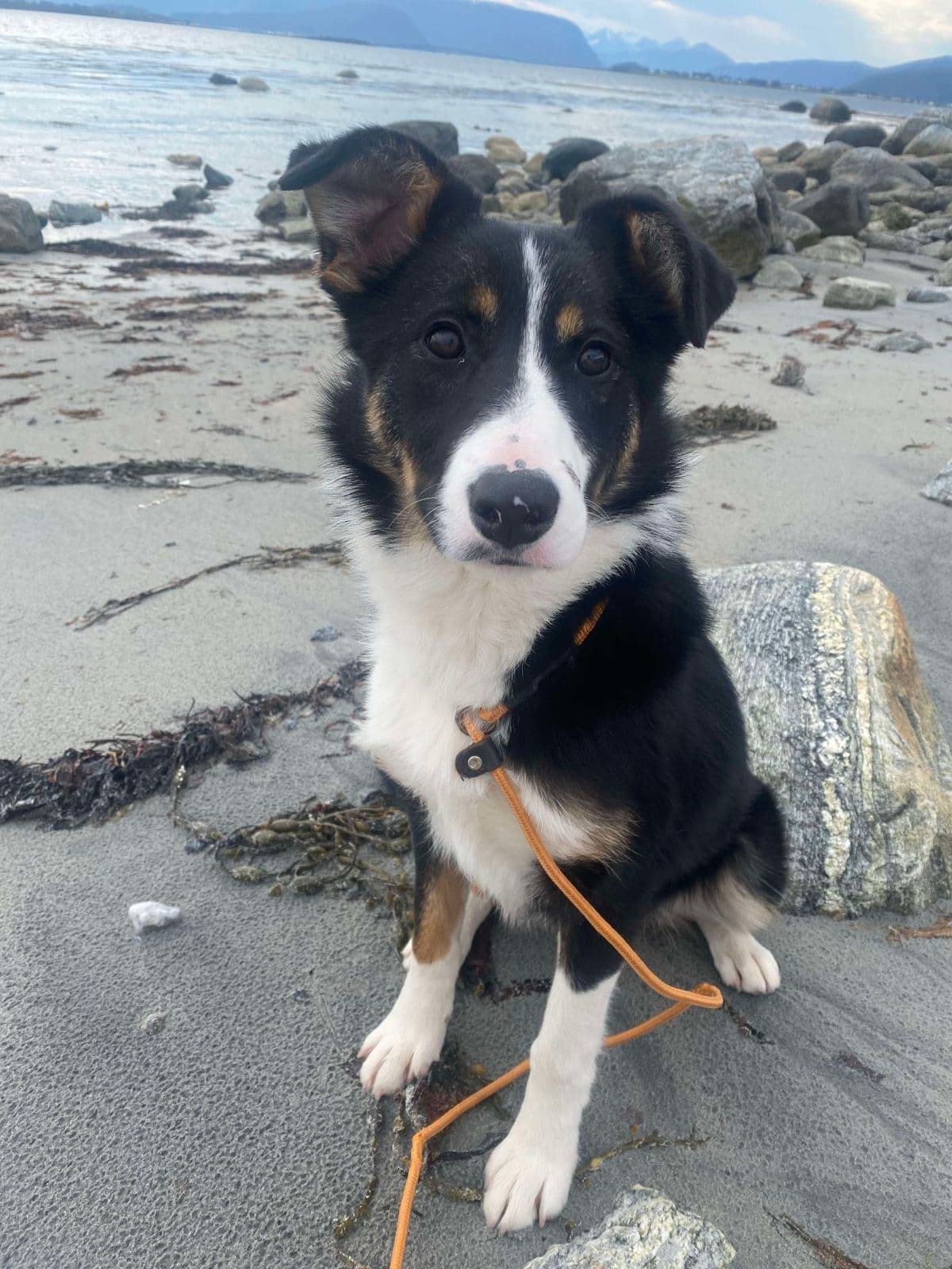 Border collie tispe