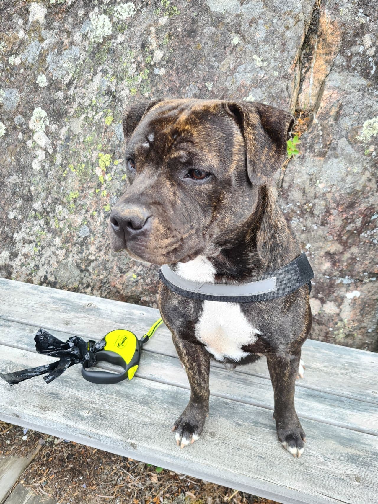 Staffordshire Bull Terrier 8 mnd