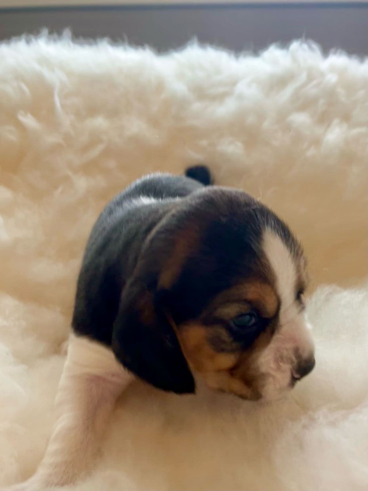 Finske Raolex beaglevalper!