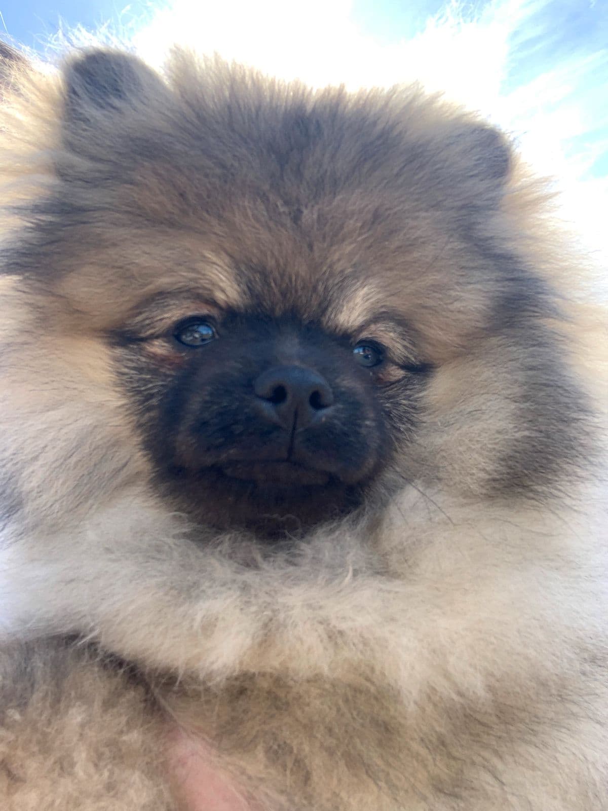 Pomeranian jente valp 🥰nkk reg