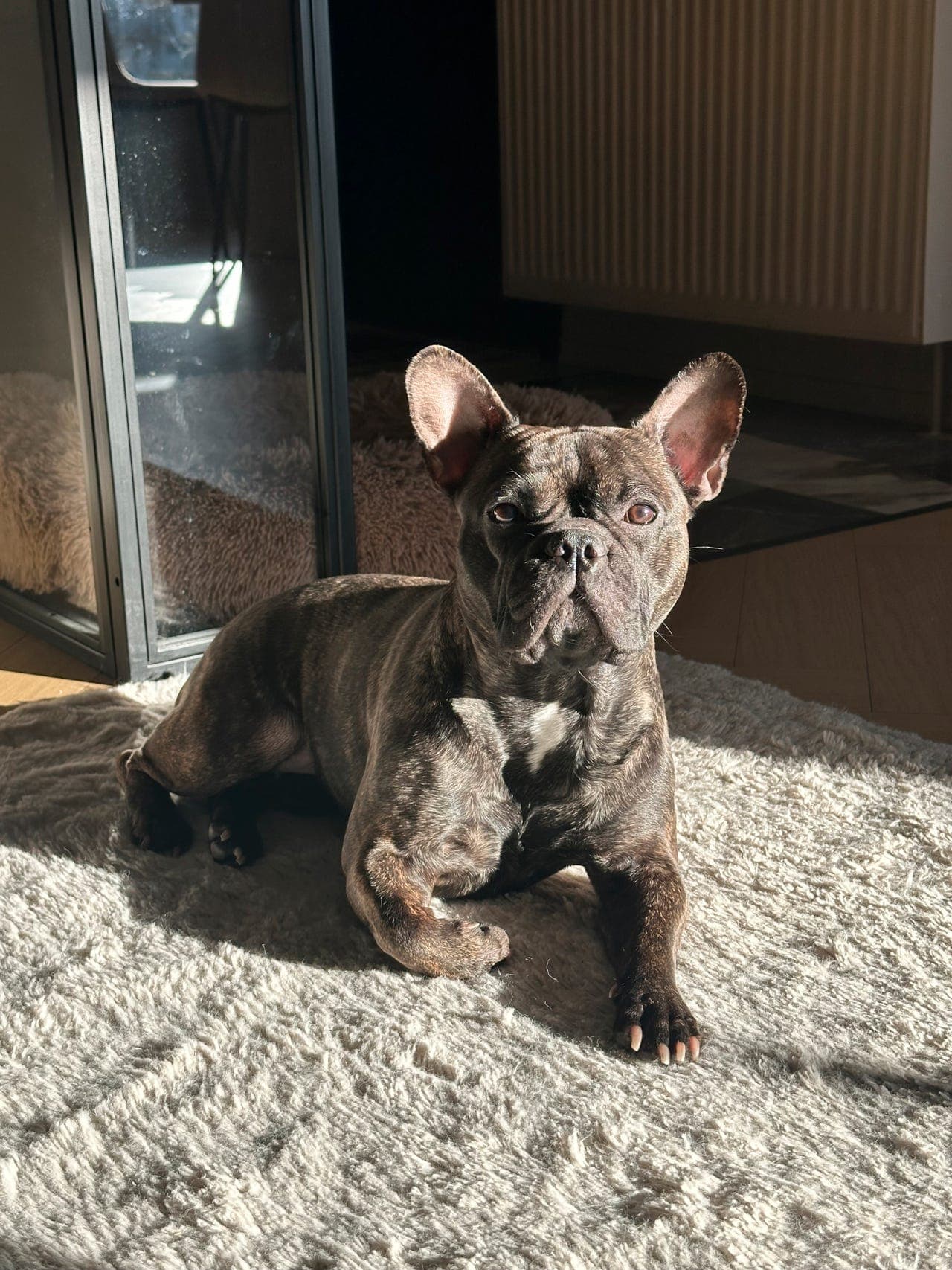 Fantastisk fransk bulldog søker forvert