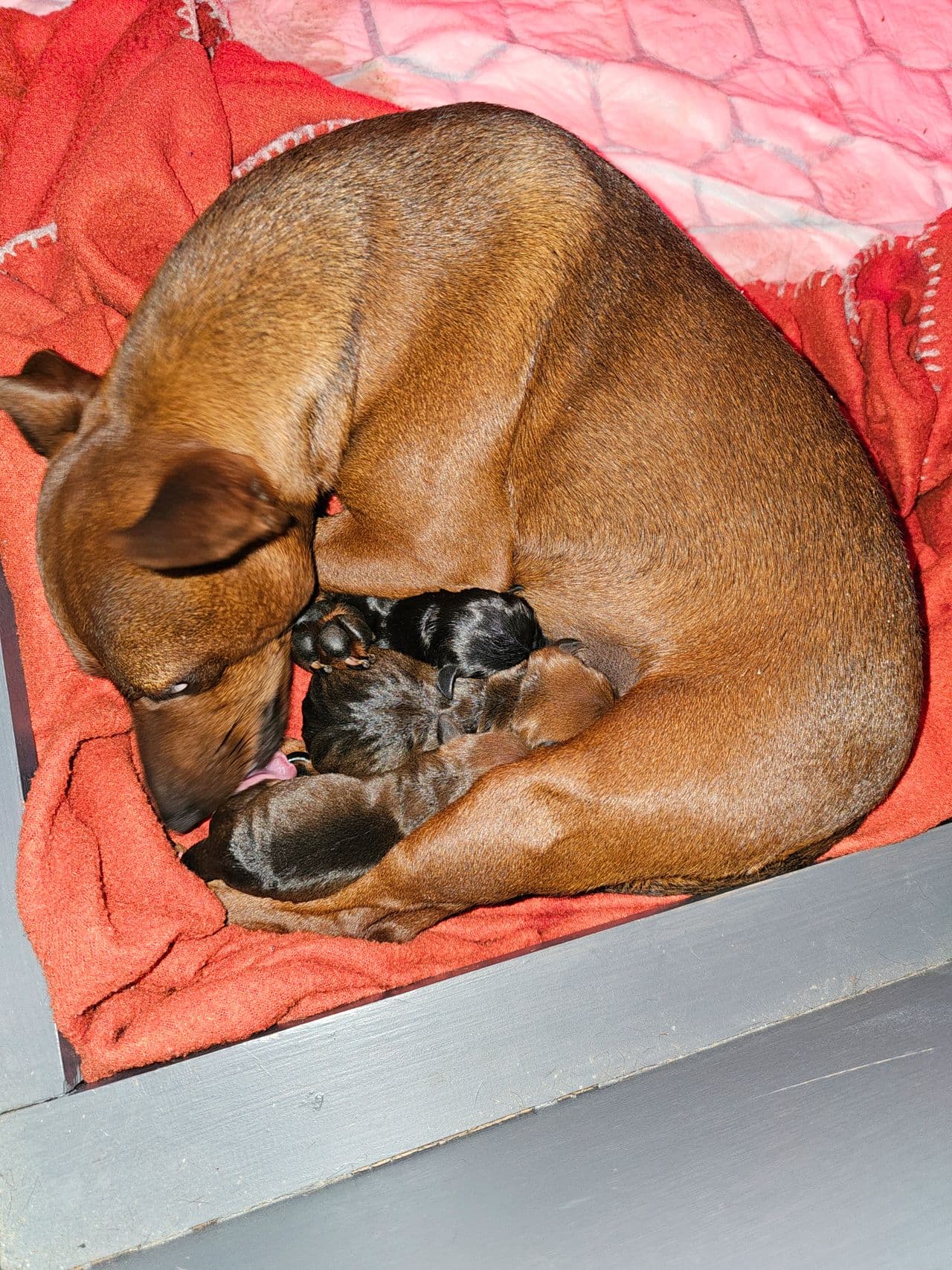 Dvergpinscher kull født