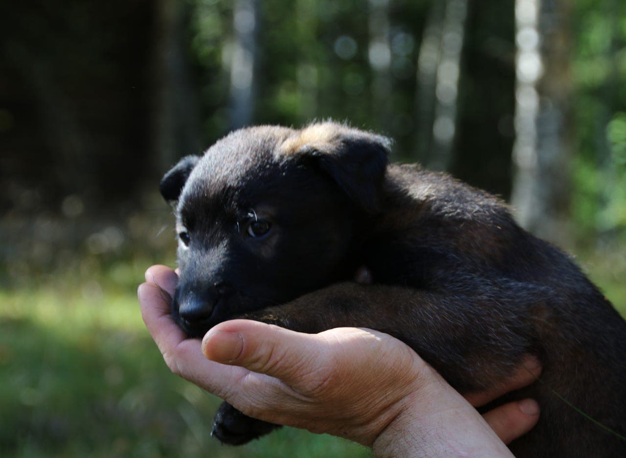 Malinois valper