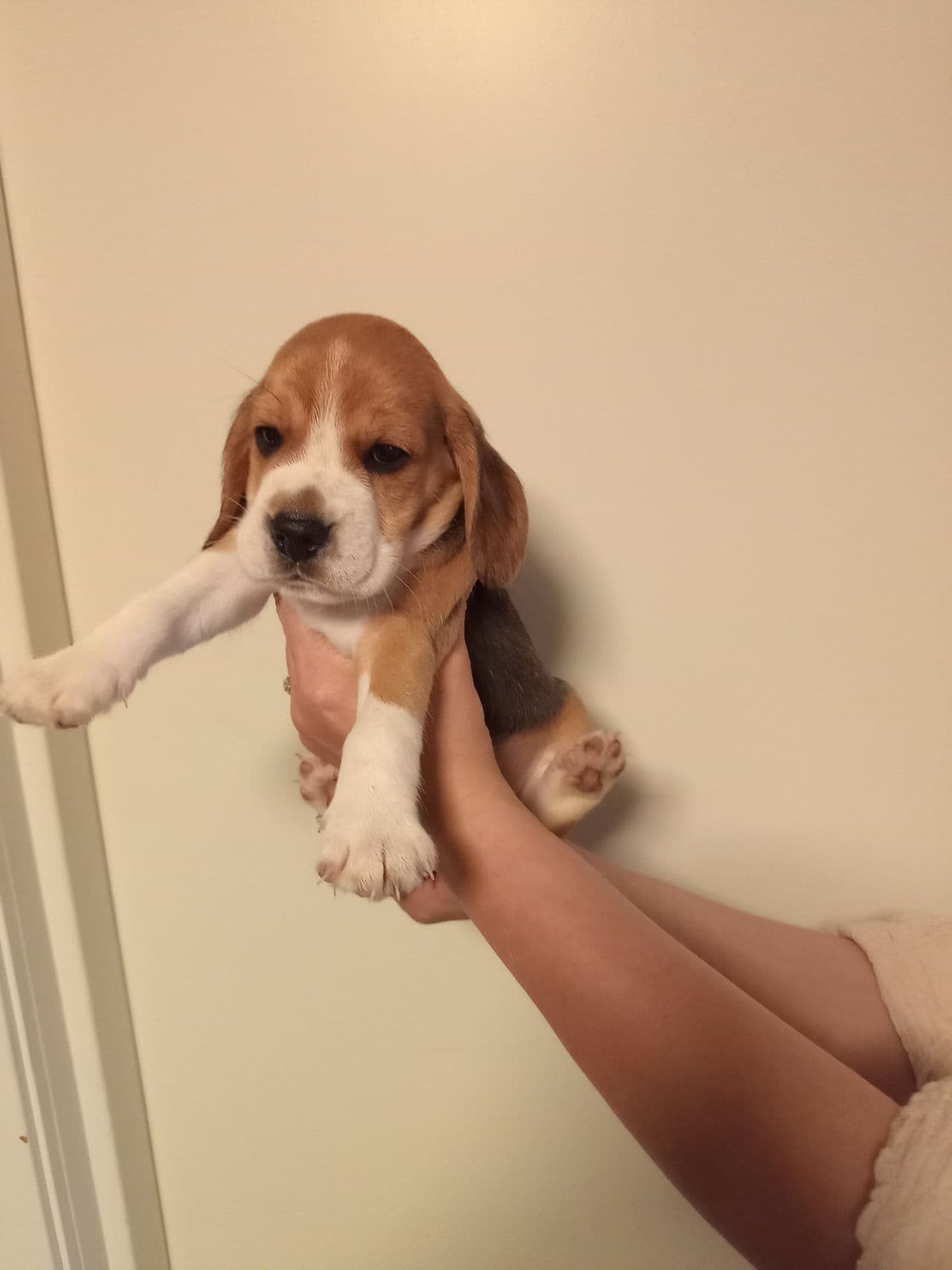 Beagle valper selges